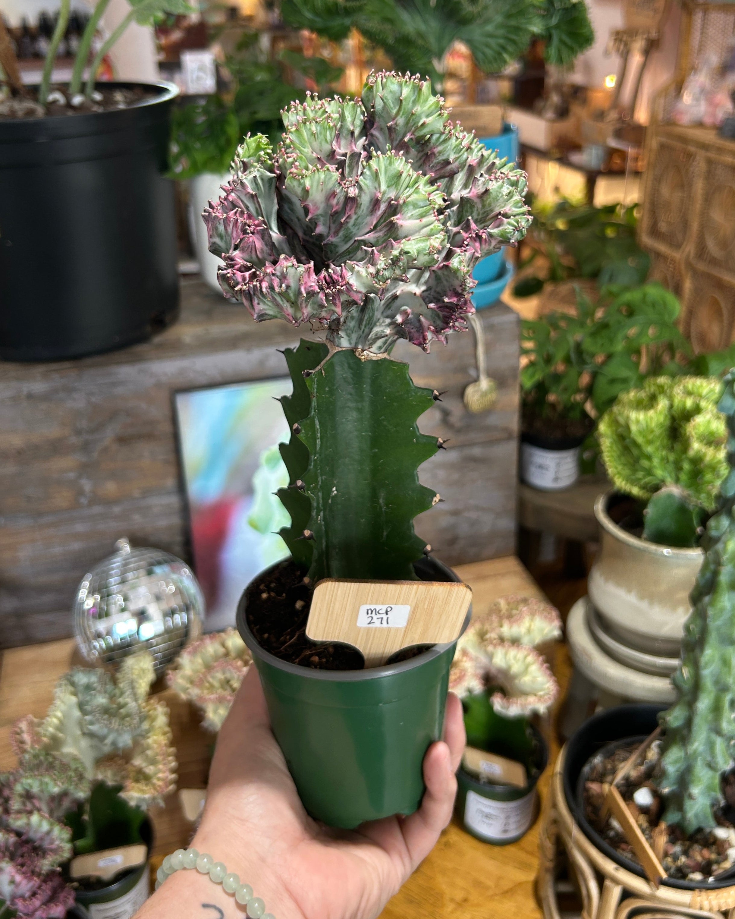 Purple Euphorbia lactea ‘Cristata’ – Coral Cactus / Mermaid Cactus - MCP271