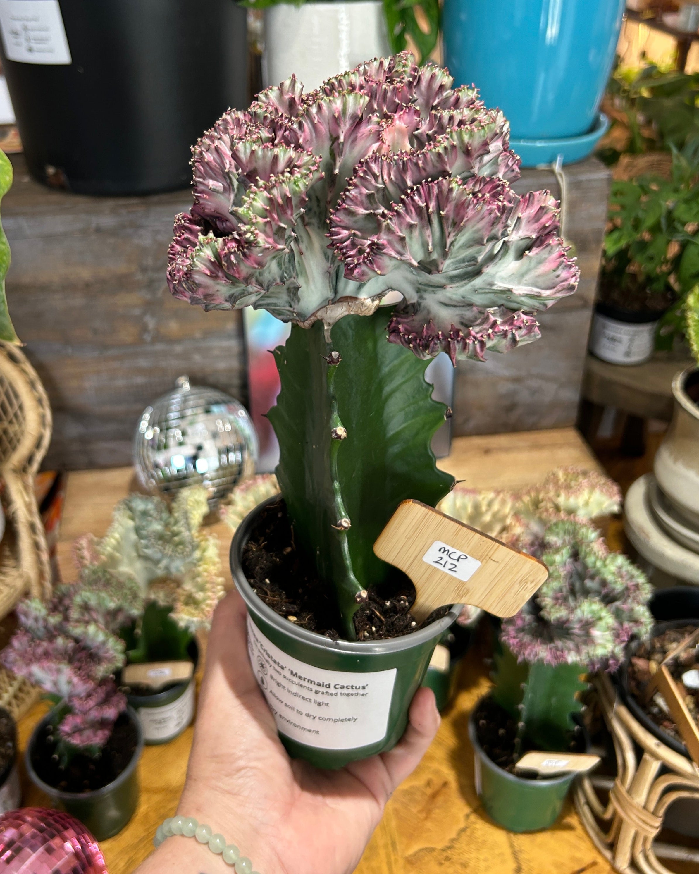 Purple Euphorbia lactea ‘Cristata’ – Coral Cactus / Mermaid Cactus - MCP212