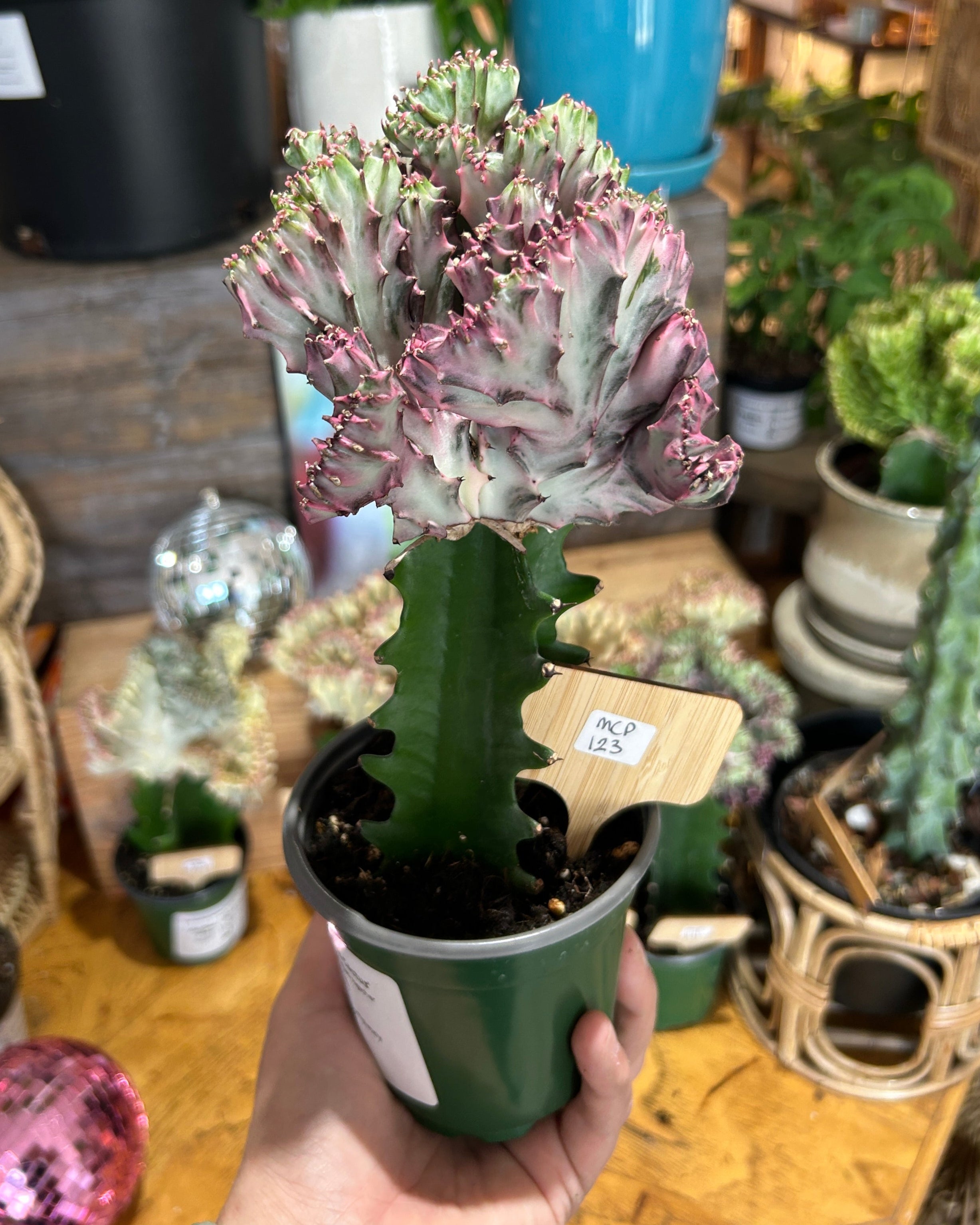 Purple Euphorbia lactea ‘Cristata’ – Coral Cactus / Mermaid Cactus - MCP123