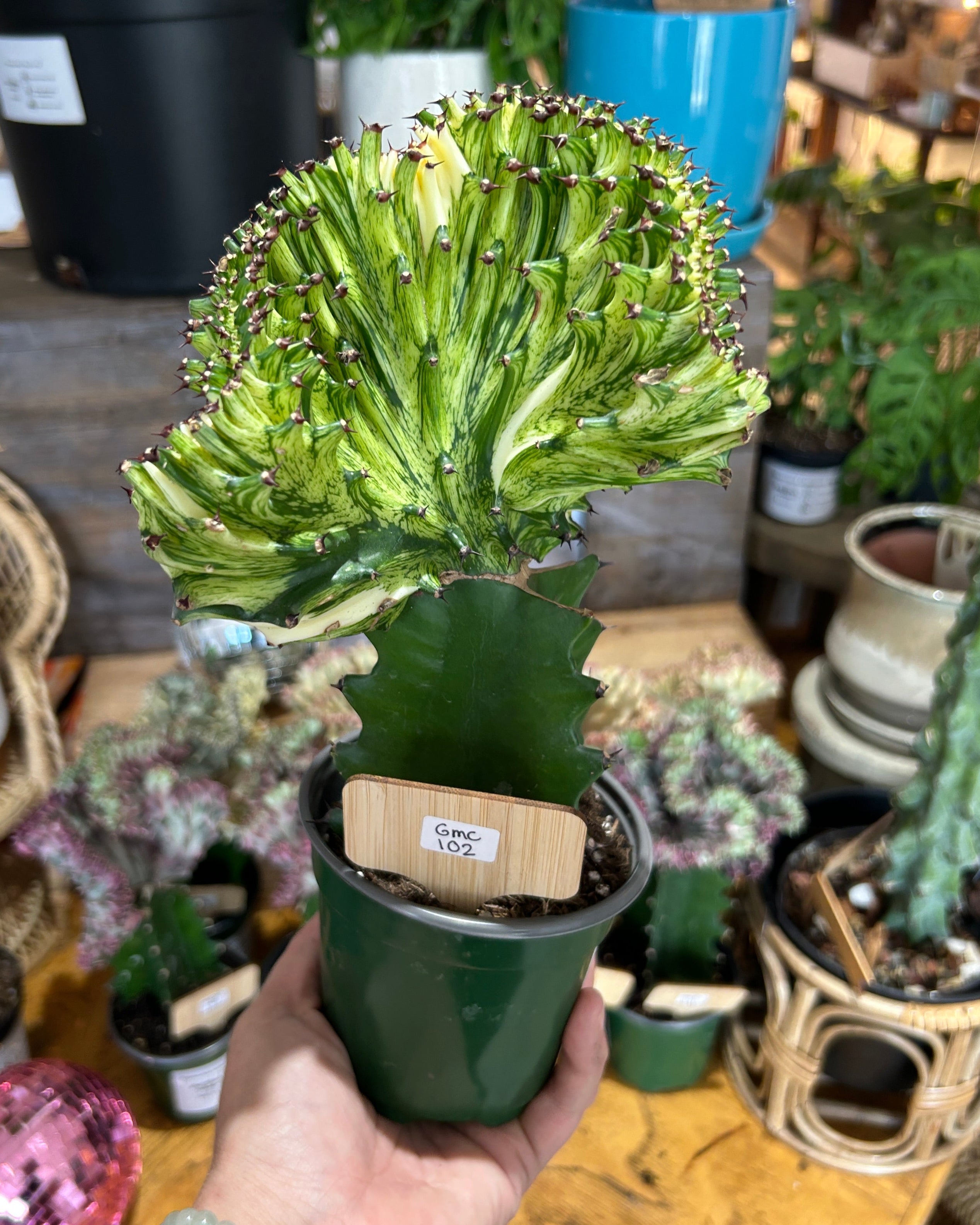 Yellow Euphorbia lactea ‘Cristata’ – Coral Cactus / Mermaid Cactus - GMC102