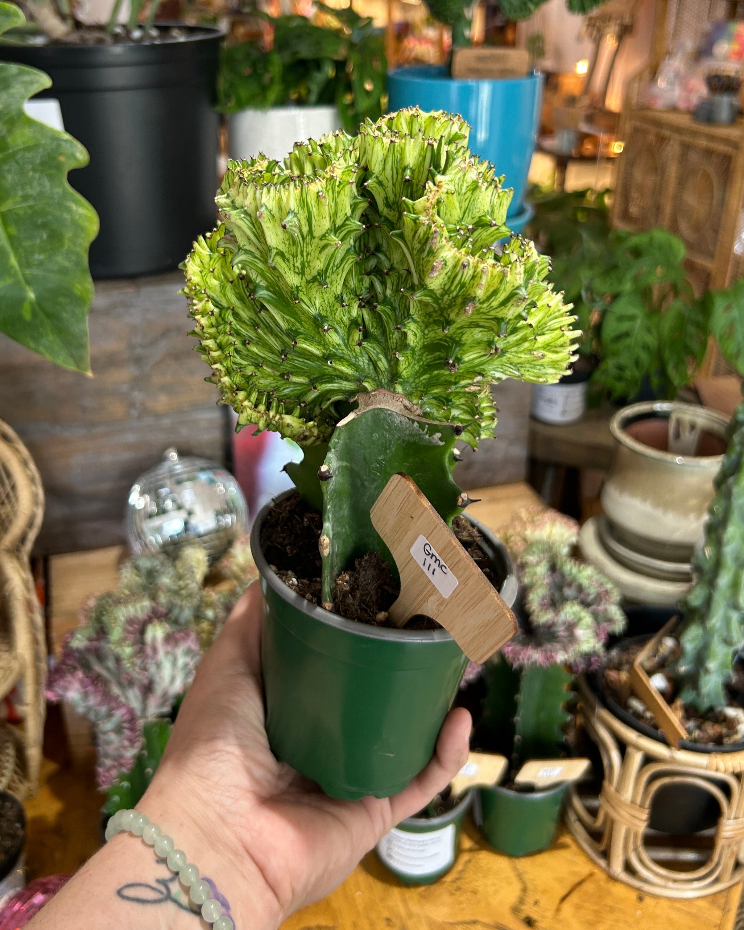 Yellow Euphorbia lactea ‘Cristata’ – Coral Cactus / Mermaid Cactus - GMC111