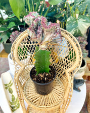 Purple Euphorbia lactea ‘Cristata’ – Coral Cactus / Mermaid Cactus