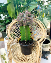 Purple Euphorbia lactea ‘Cristata’ – Coral Cactus / Mermaid Cactus