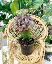 Purple Euphorbia lactea ‘Cristata’ – Coral Cactus / Mermaid Cactus