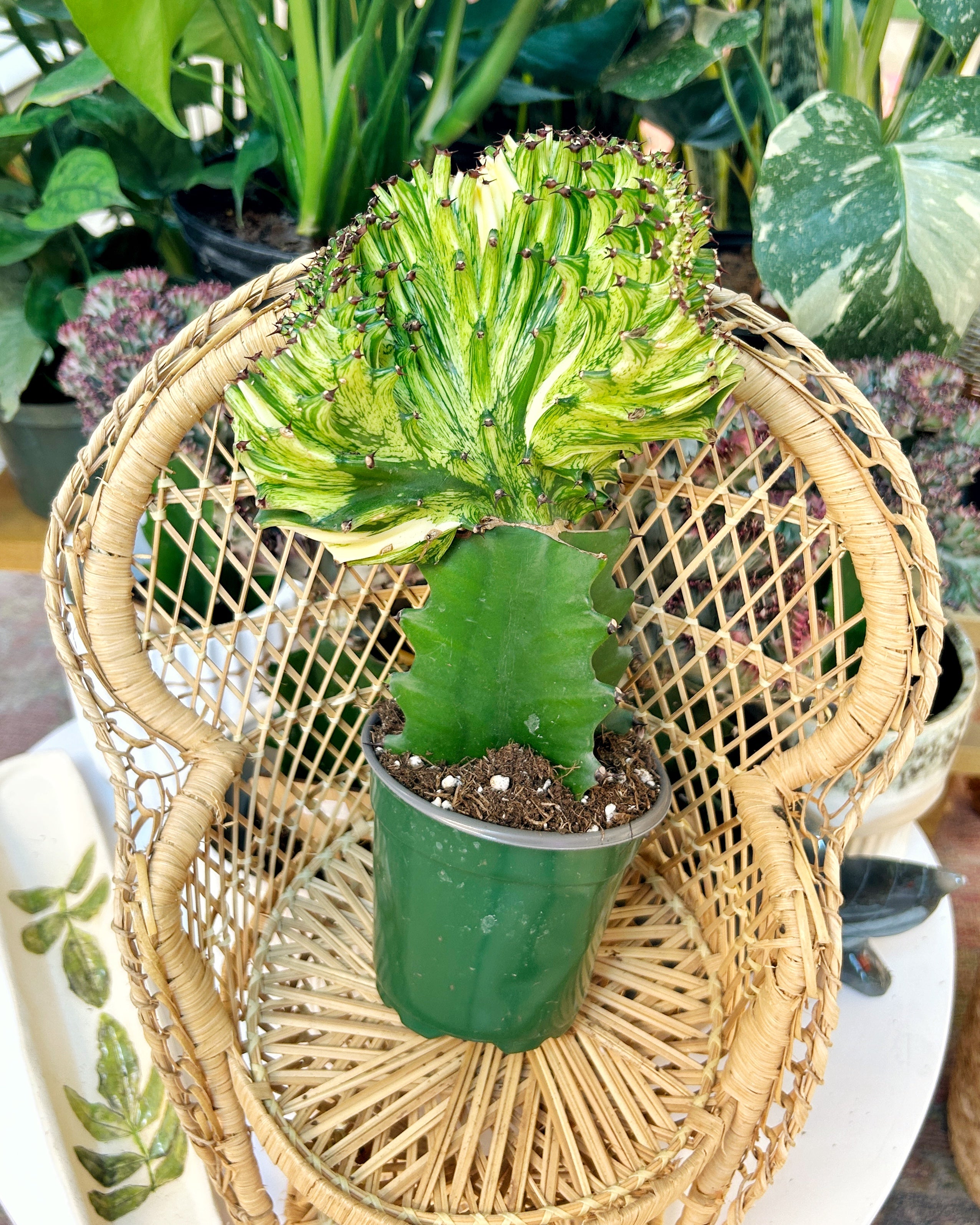 Yellow Euphorbia lactea ‘Cristata’ – Coral Cactus / Mermaid Cactus