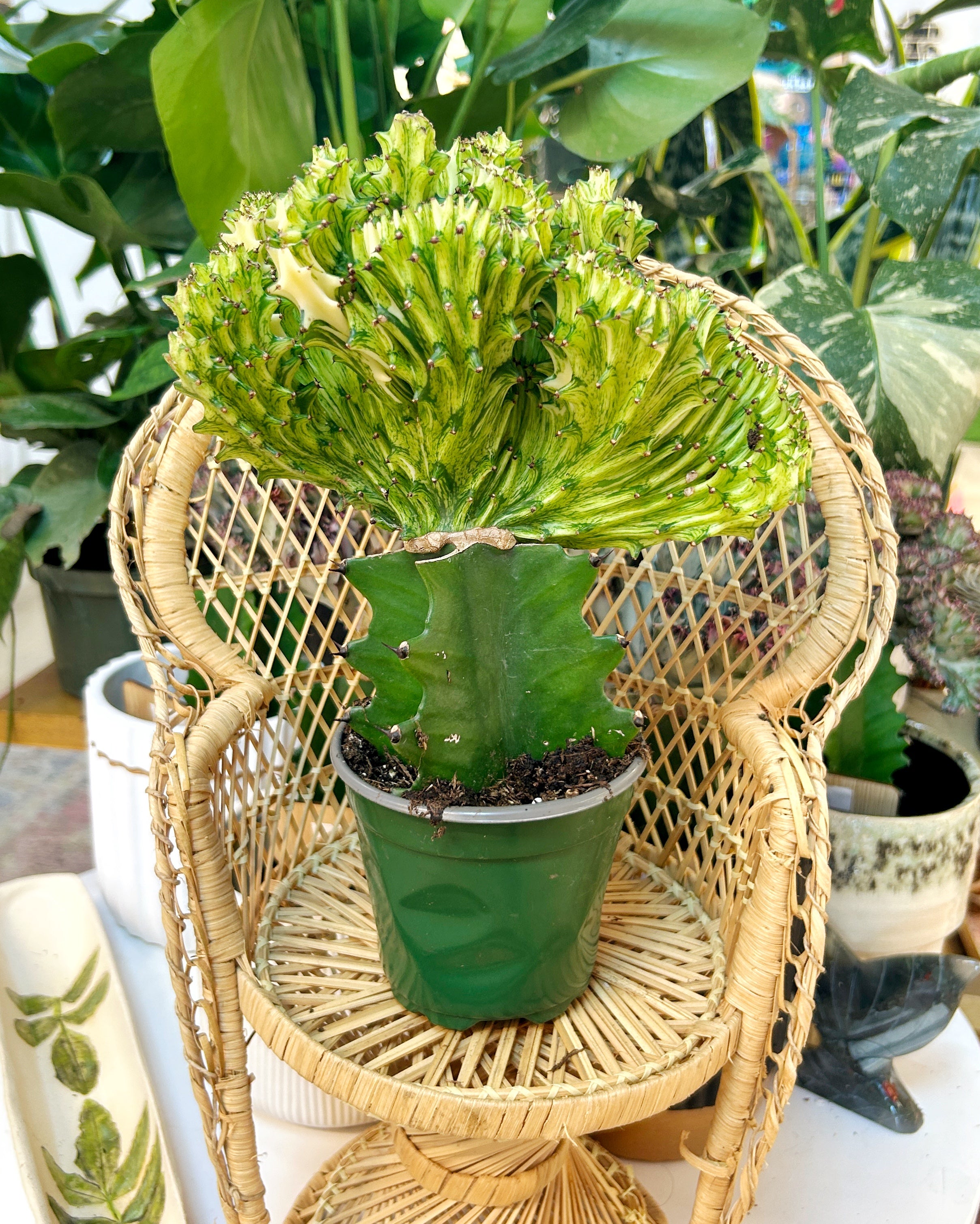 Yellow Euphorbia lactea ‘Cristata’ – Coral Cactus / Mermaid Cactus