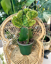 Yellow Euphorbia lactea ‘Cristata’ – Coral Cactus / Mermaid Cactus