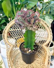 Purple Euphorbia lactea ‘Cristata’ – Coral Cactus / Mermaid Cactus