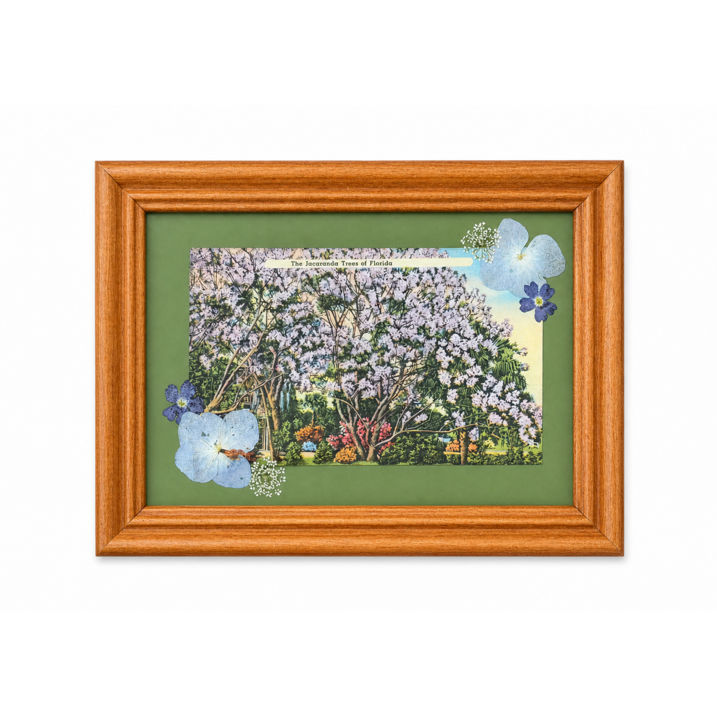 Jacaranda_Trees_669b0f4c-33ce-44d7-844b-85bb8a26321d.png