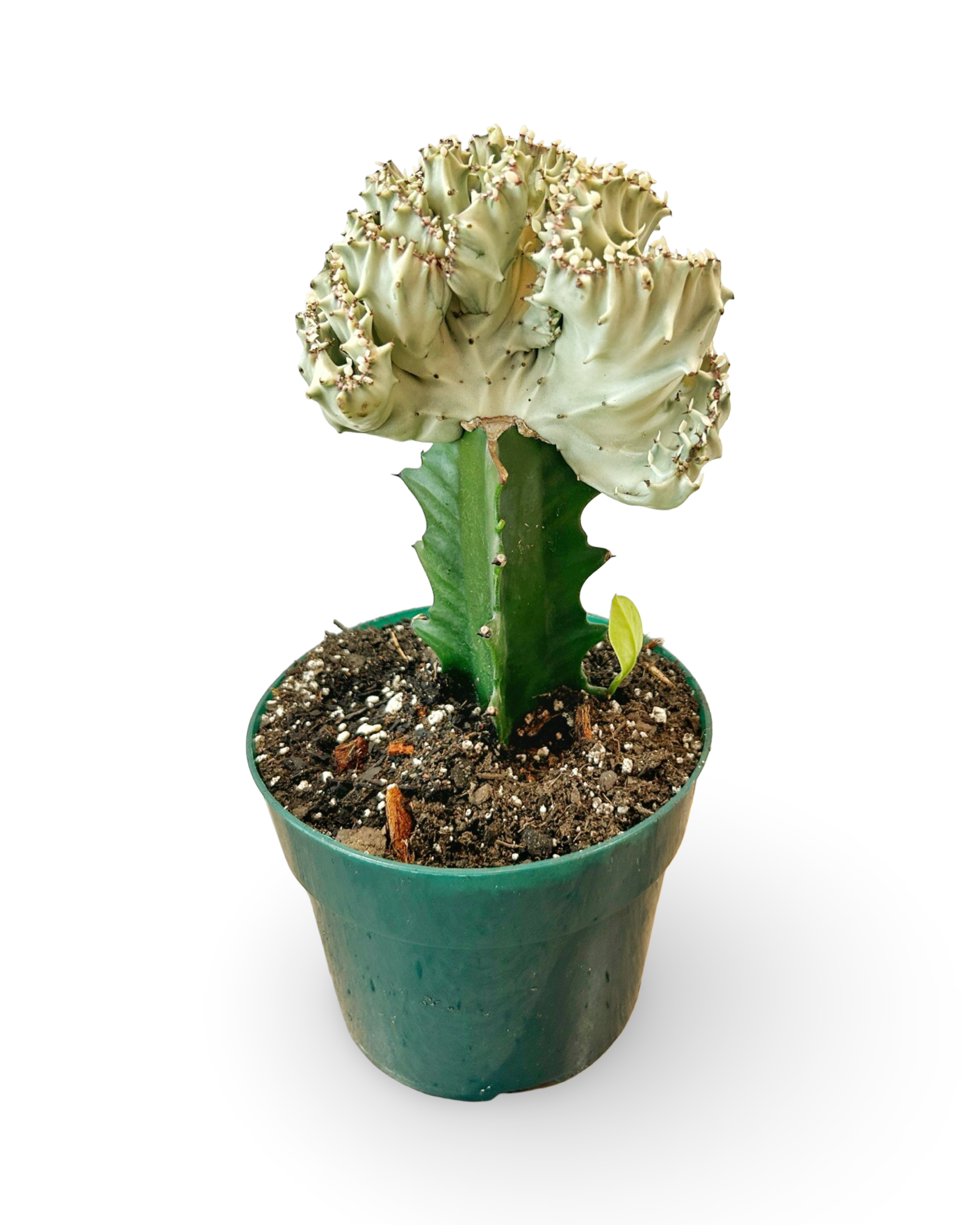 6" Euphorbia Lactea Crested 'Mermaid Tail' | Luna Tide