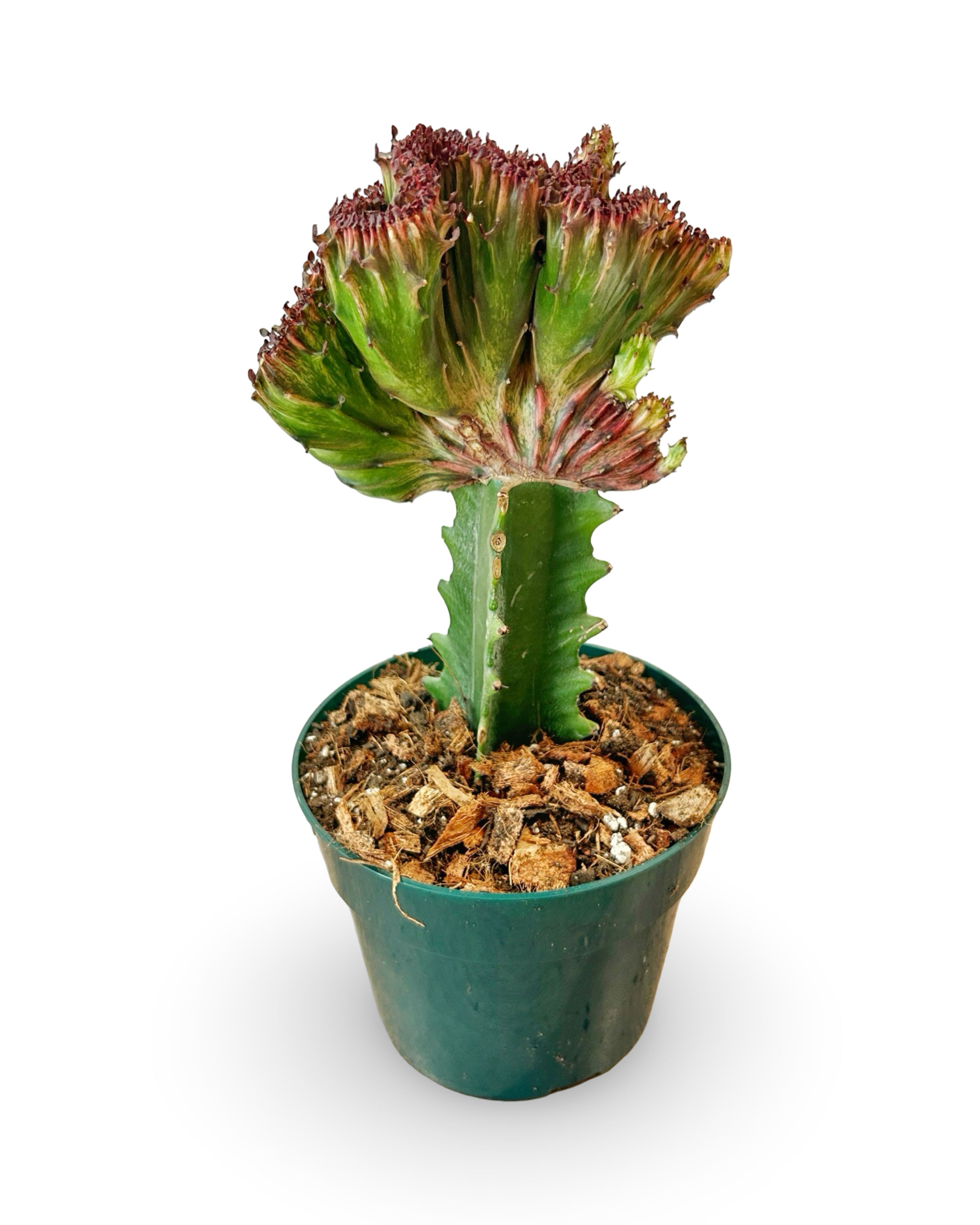 6" Euphorbia Lactea Crested 'Mermaid Tail' | Marina Noir