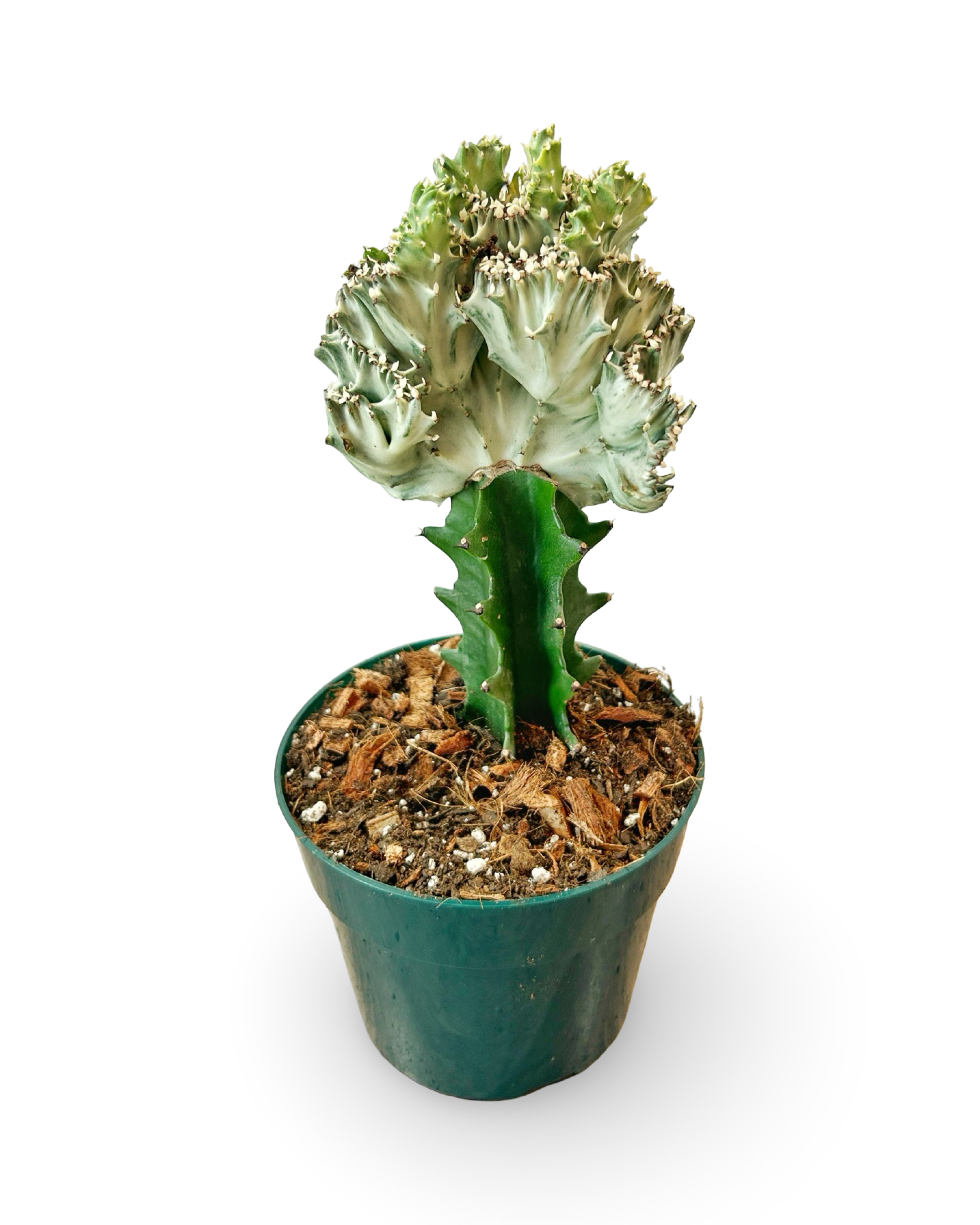 6" Euphorbia Lactea Crested 'Mermaid Tail' | Frostfin