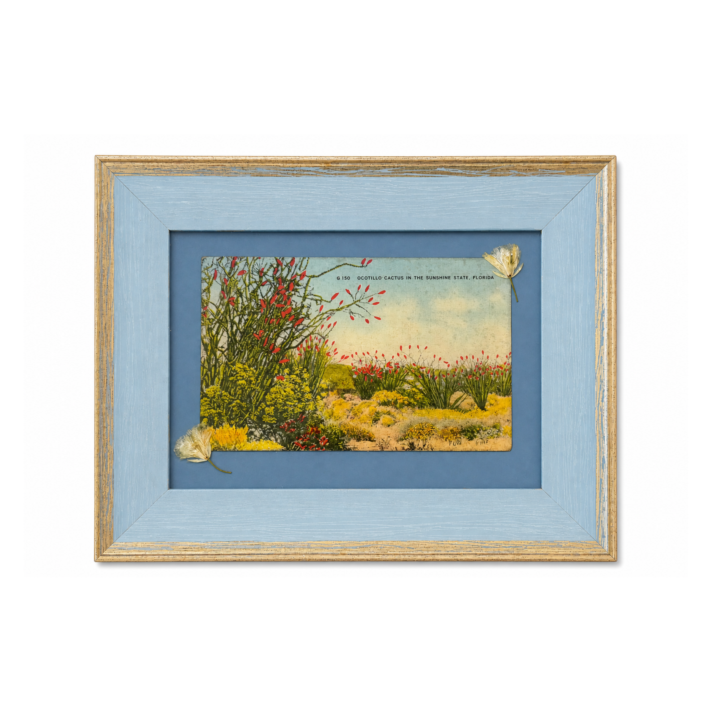 Artistic Rehab Vintage Ocotillo Cactus Postcard Art