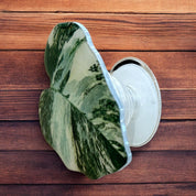 Splashy Monstera Albo Phone Grip Pop Socket