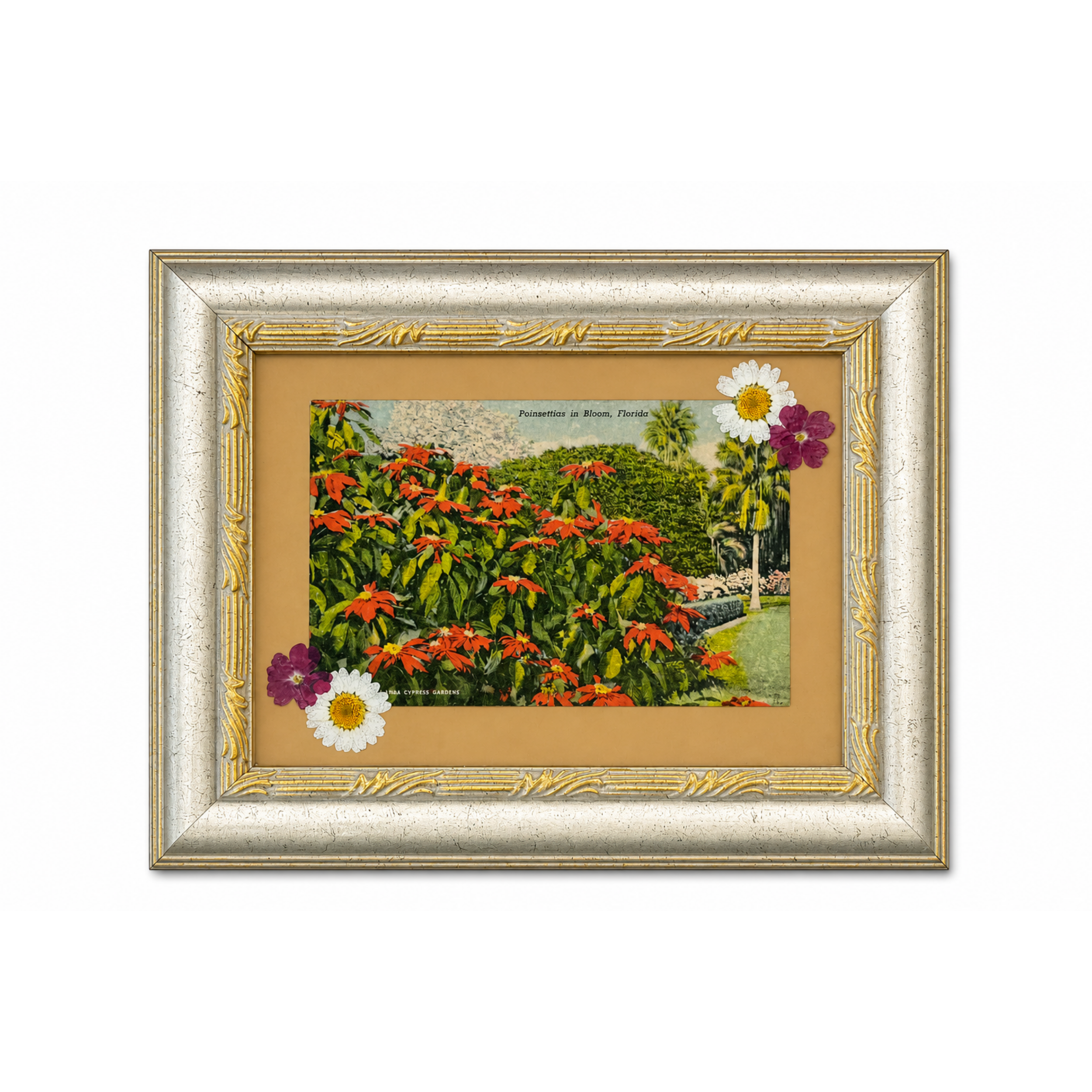 Poinsettias_in_Bloom_857fc897-725d-4736-9b03-4bdc6e701677.png
