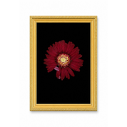 Artistic Rehab Gerbera Daisy Pressed Flower Art