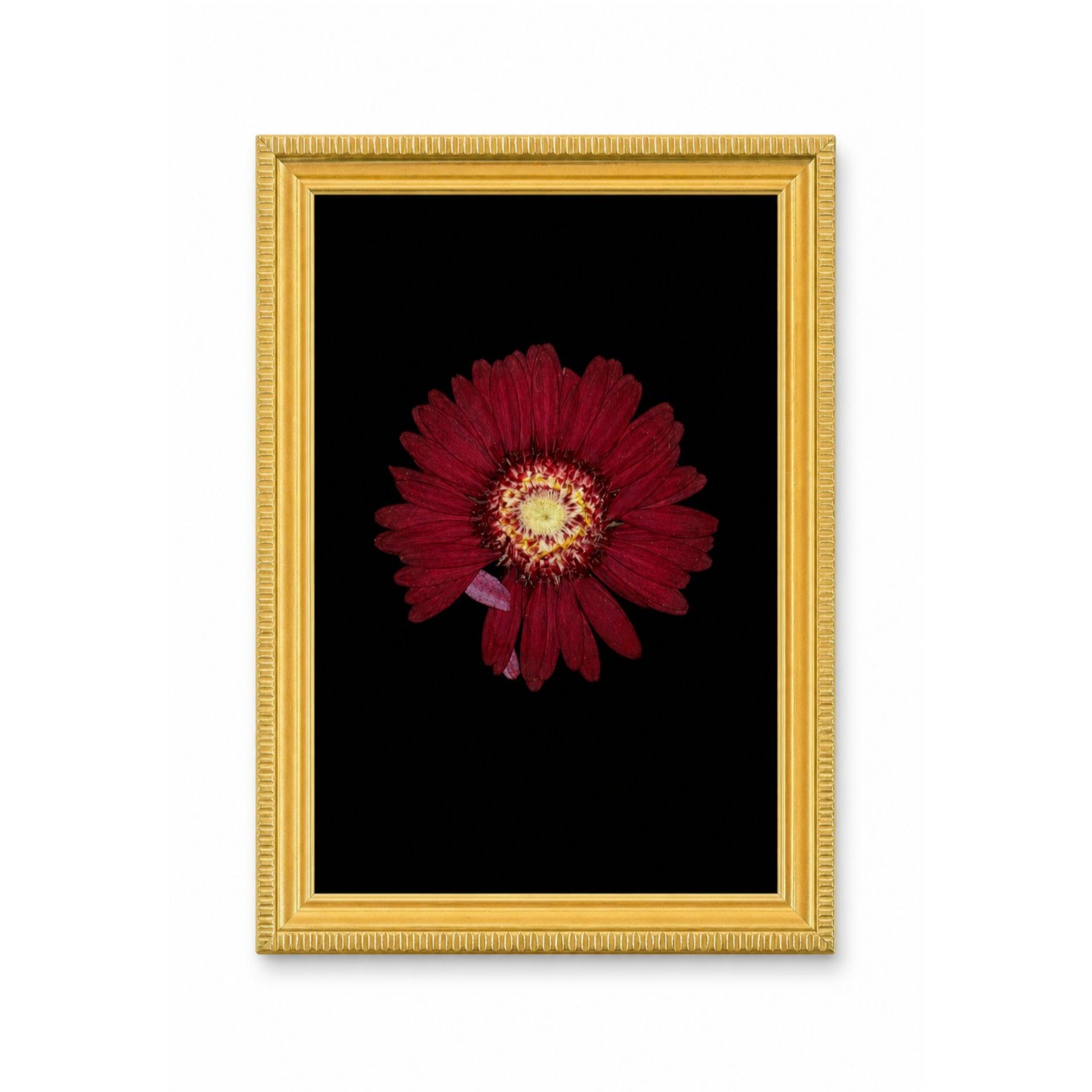 Red_Gerbera_Daisy.png