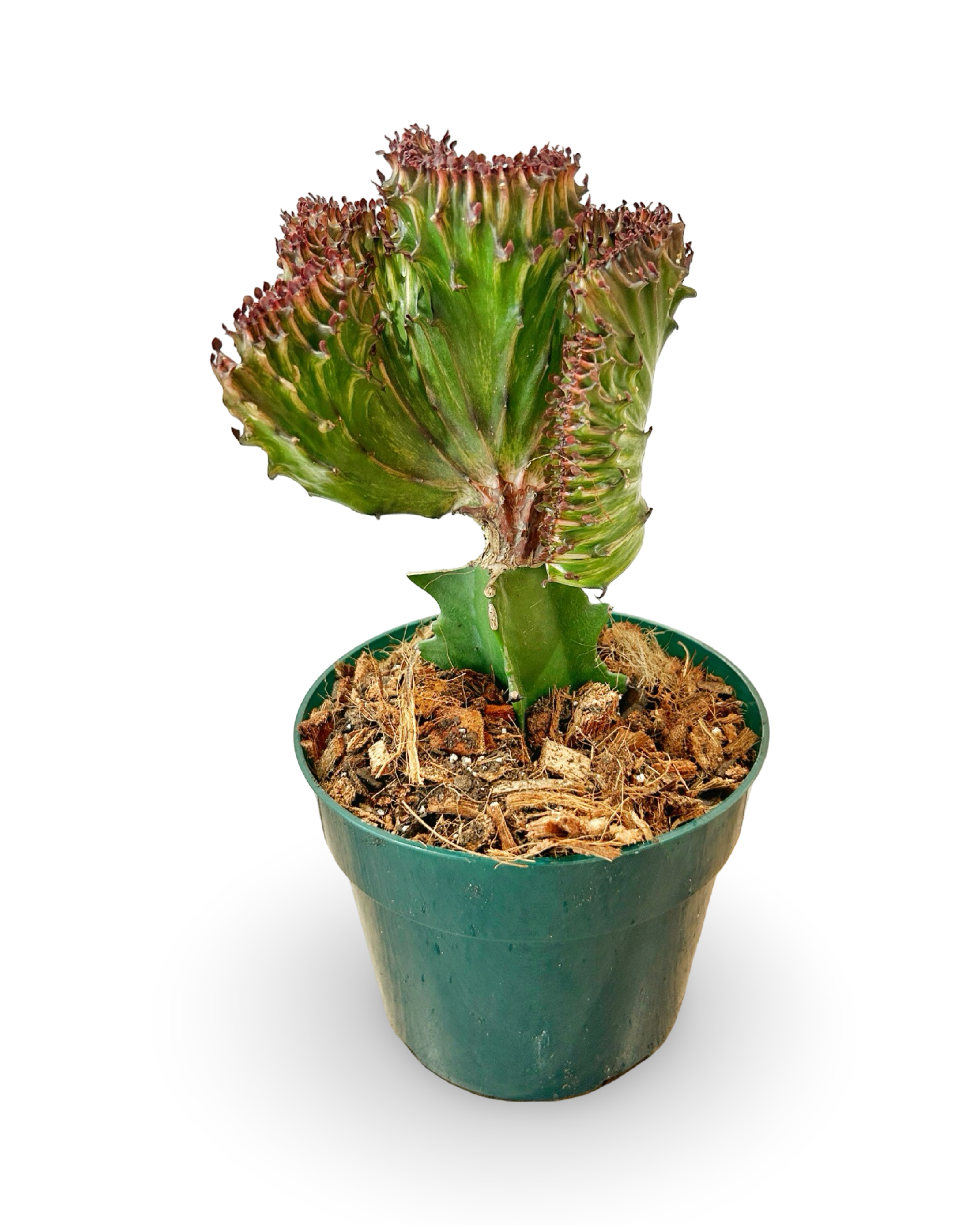 6" Euphorbia Lactea Crested 'Mermaid Tail' | Scarlet Reef