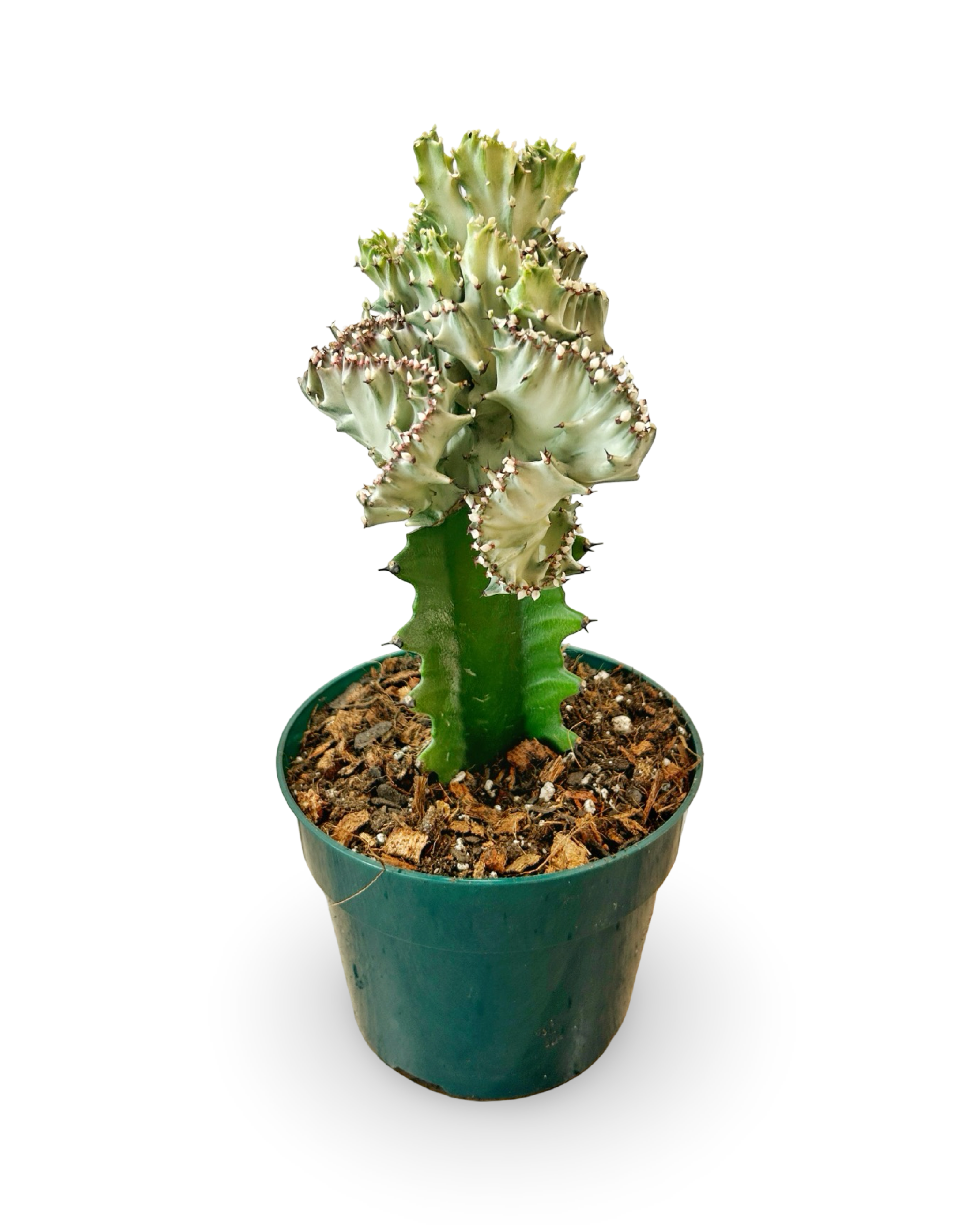 6" Euphorbia Lactea Crested 'Mermaid Tail' | Seaglass