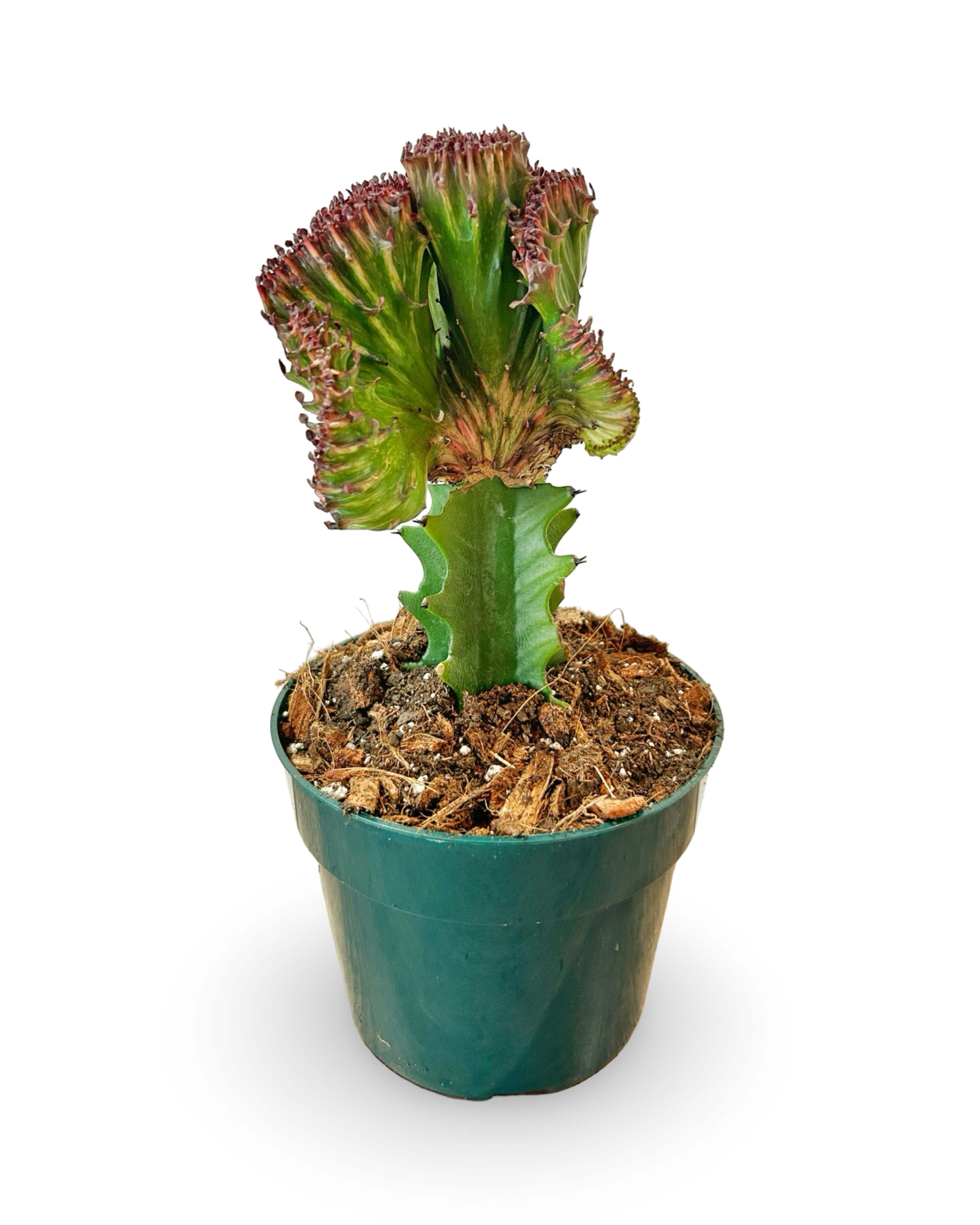 6" Euphorbia Lactea Crested 'Mermaid Tail' | Siren Rouge