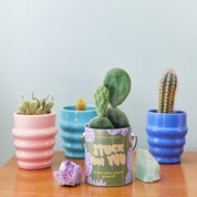 Prickly Pear Cactus Grow Kit 'Stuck on You'