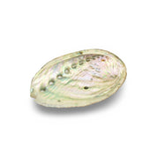 Abalone Shell