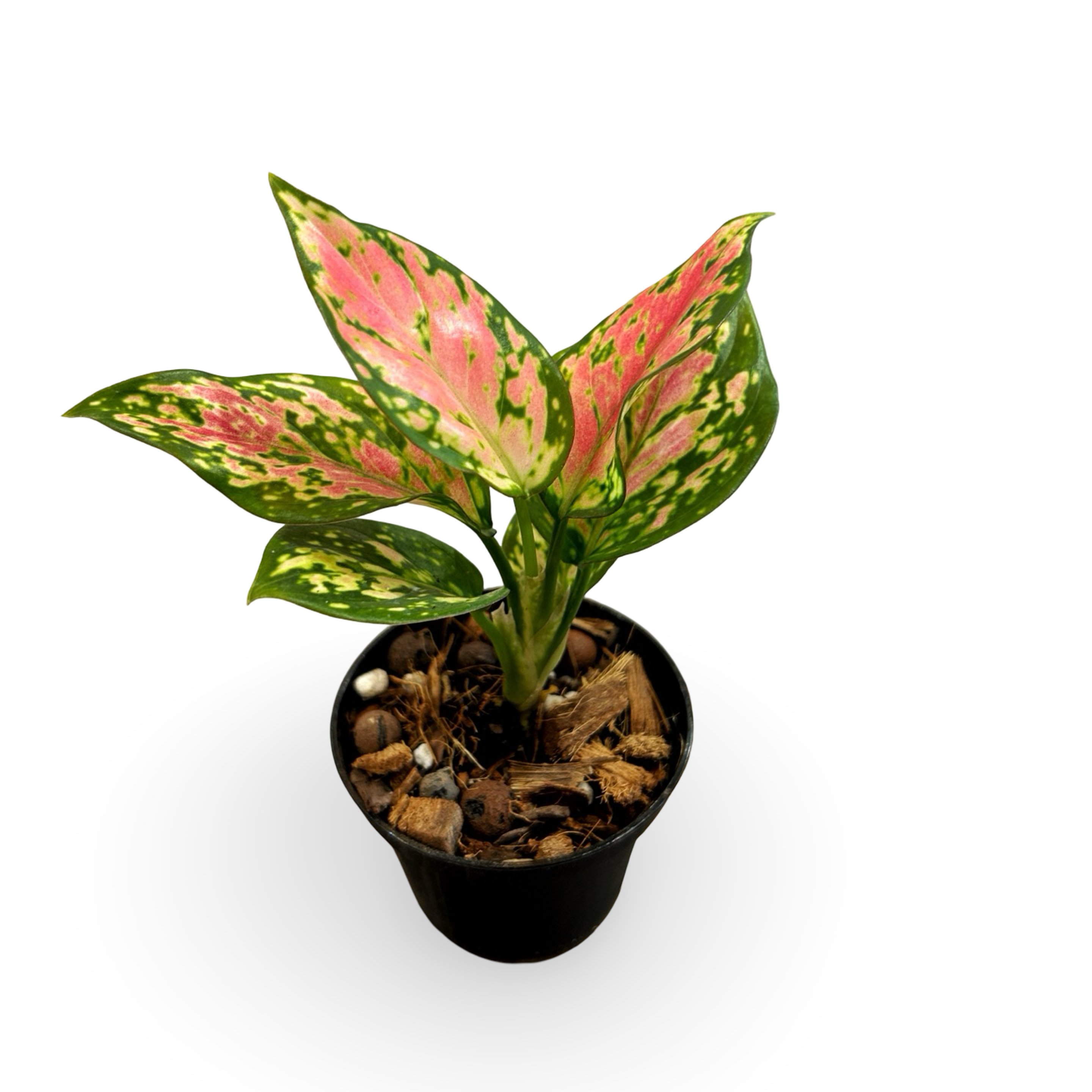 aglaonema.png