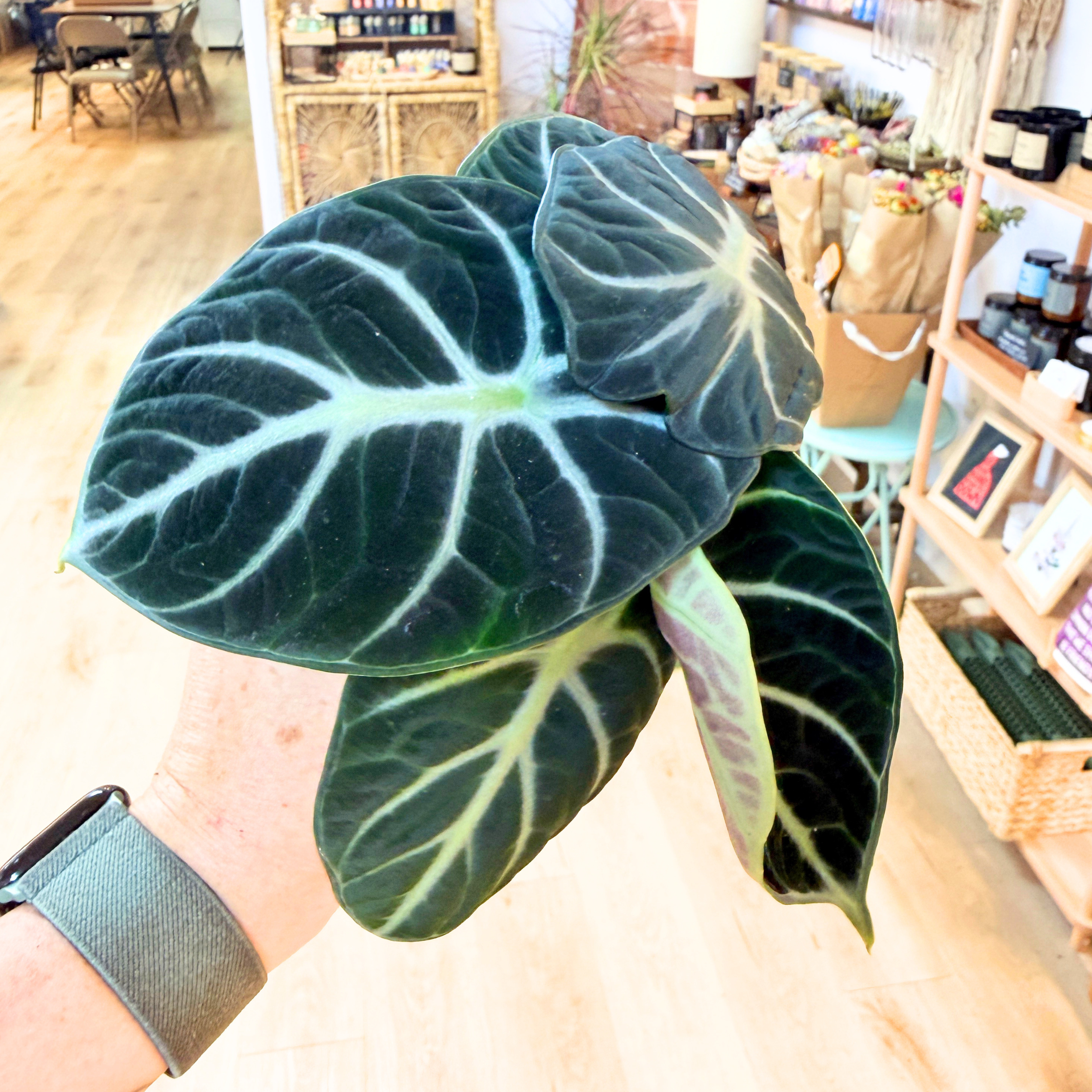 alocasia-ninja.png