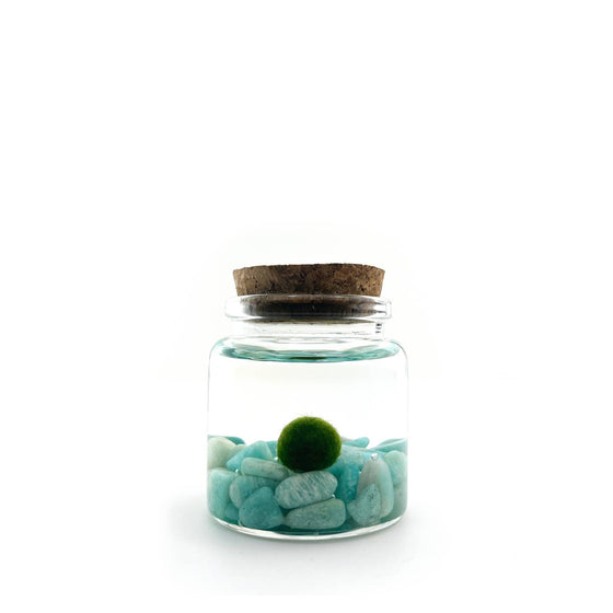 Amazonite Moss Rico Pet Plant