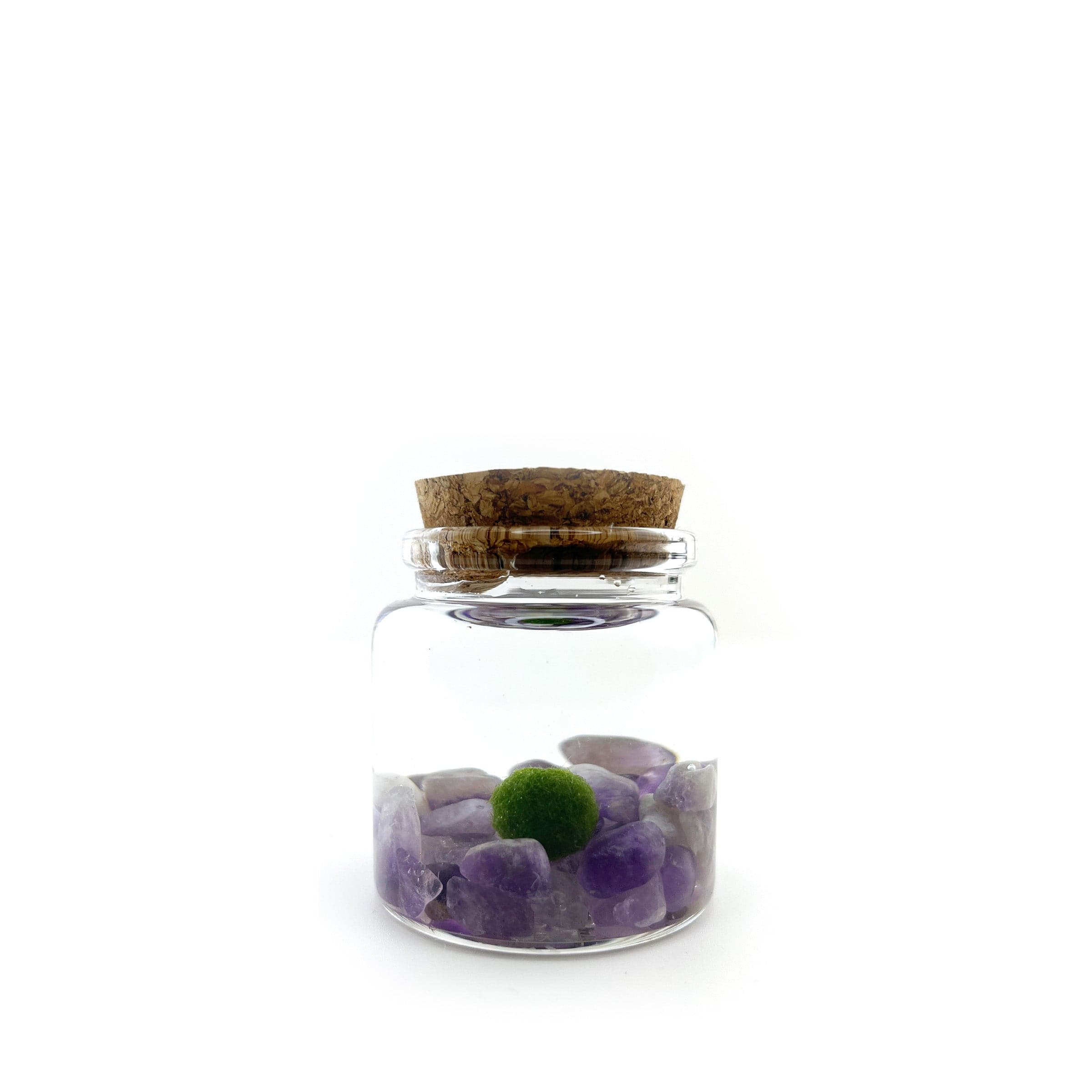 Moss Amigo Pet Plant - Rico Size with Amethyst