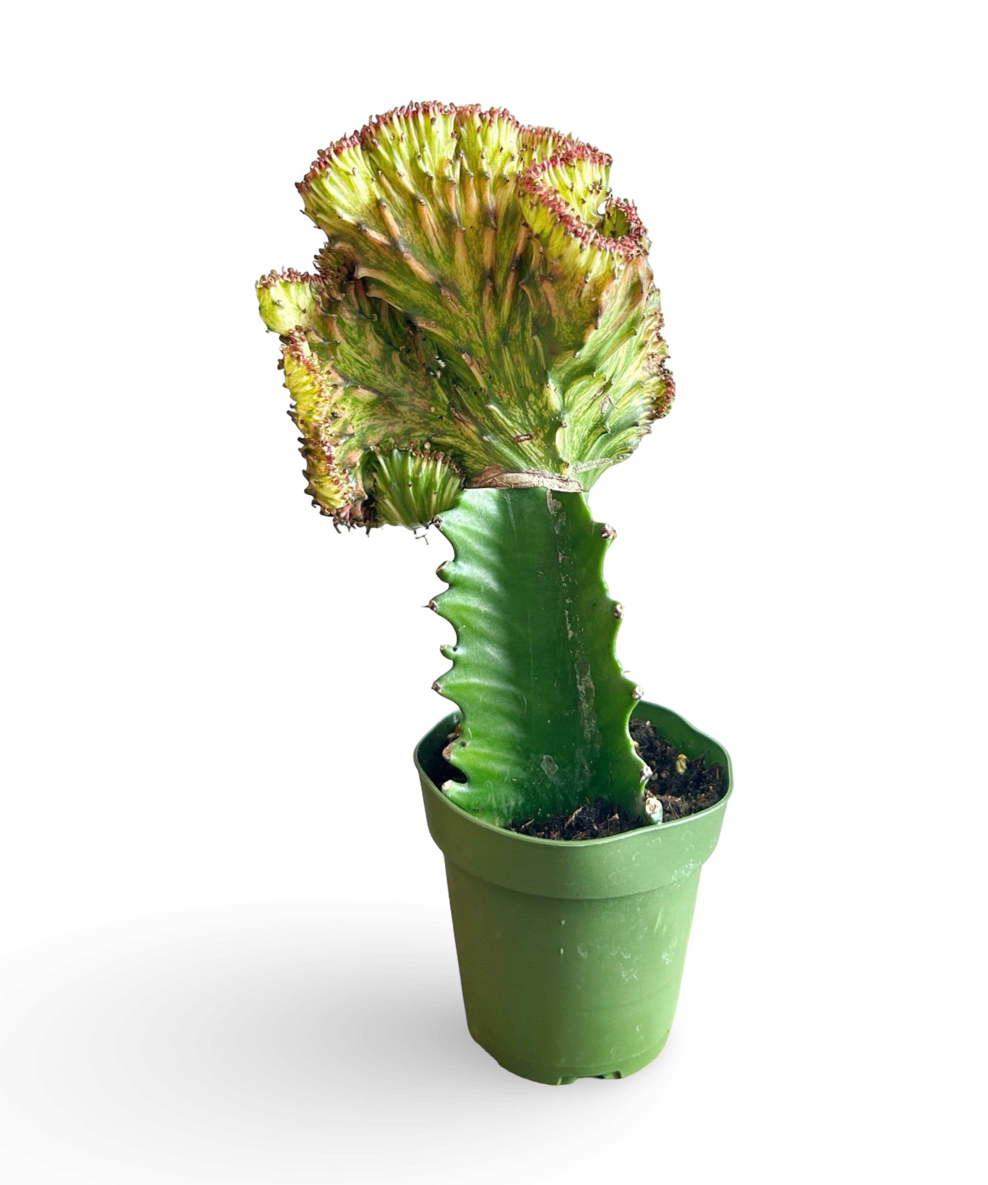 augplants_1.jpg