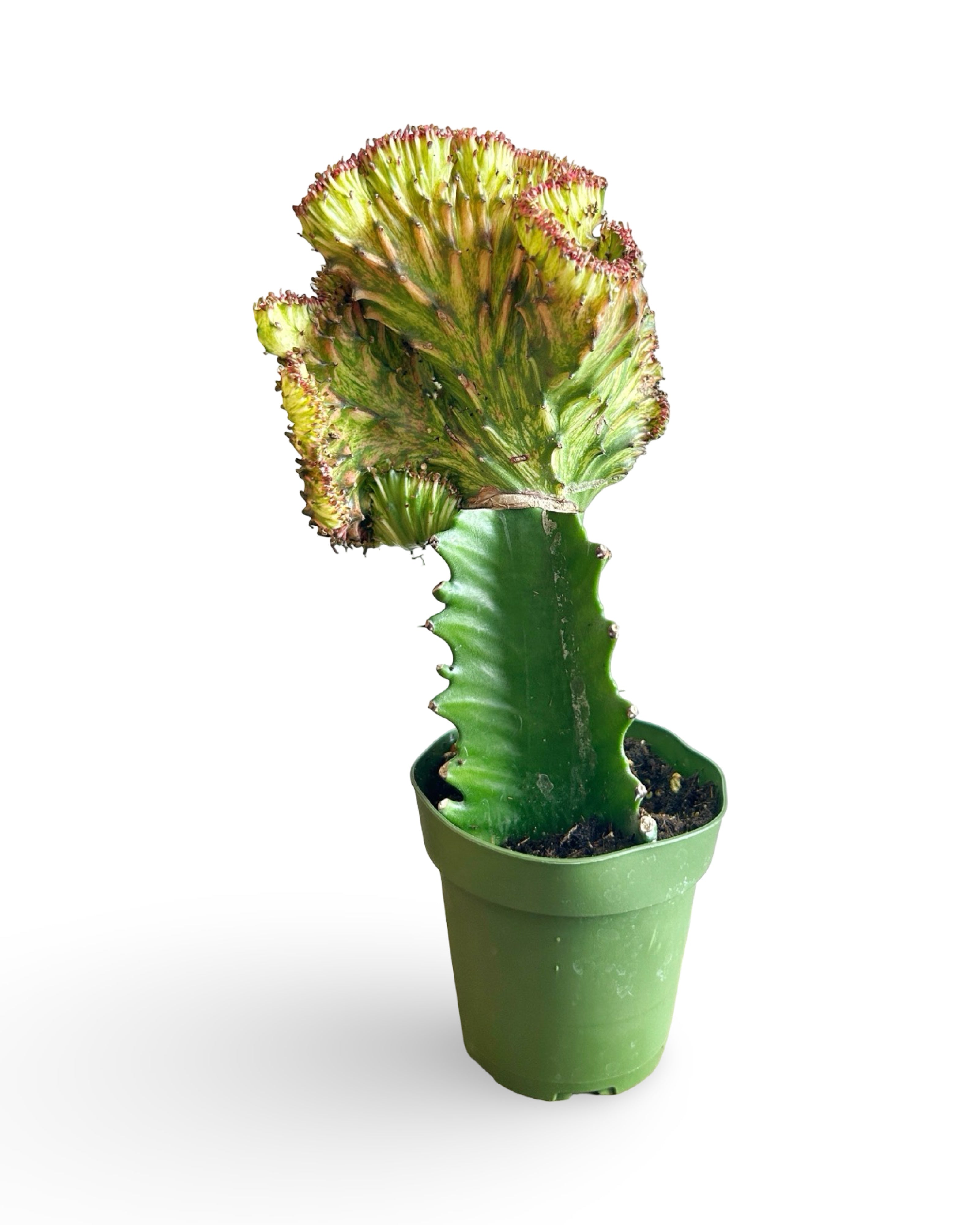 4" Euphorbia Lactea Crested 'Mermaid Tail' | Red MT101