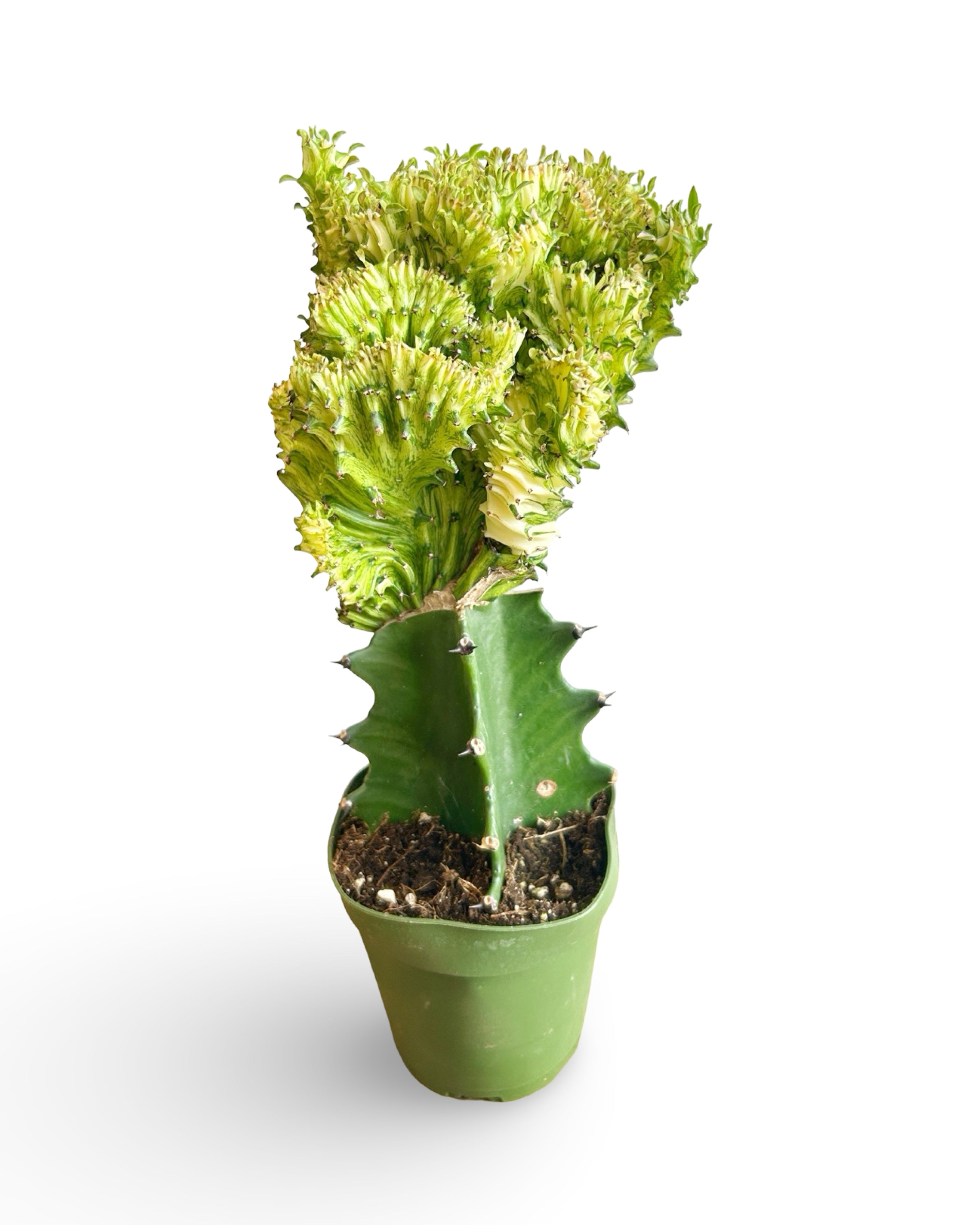4" Euphorbia Lactea Crested 'Mermaid Tail' | Yellow MT111