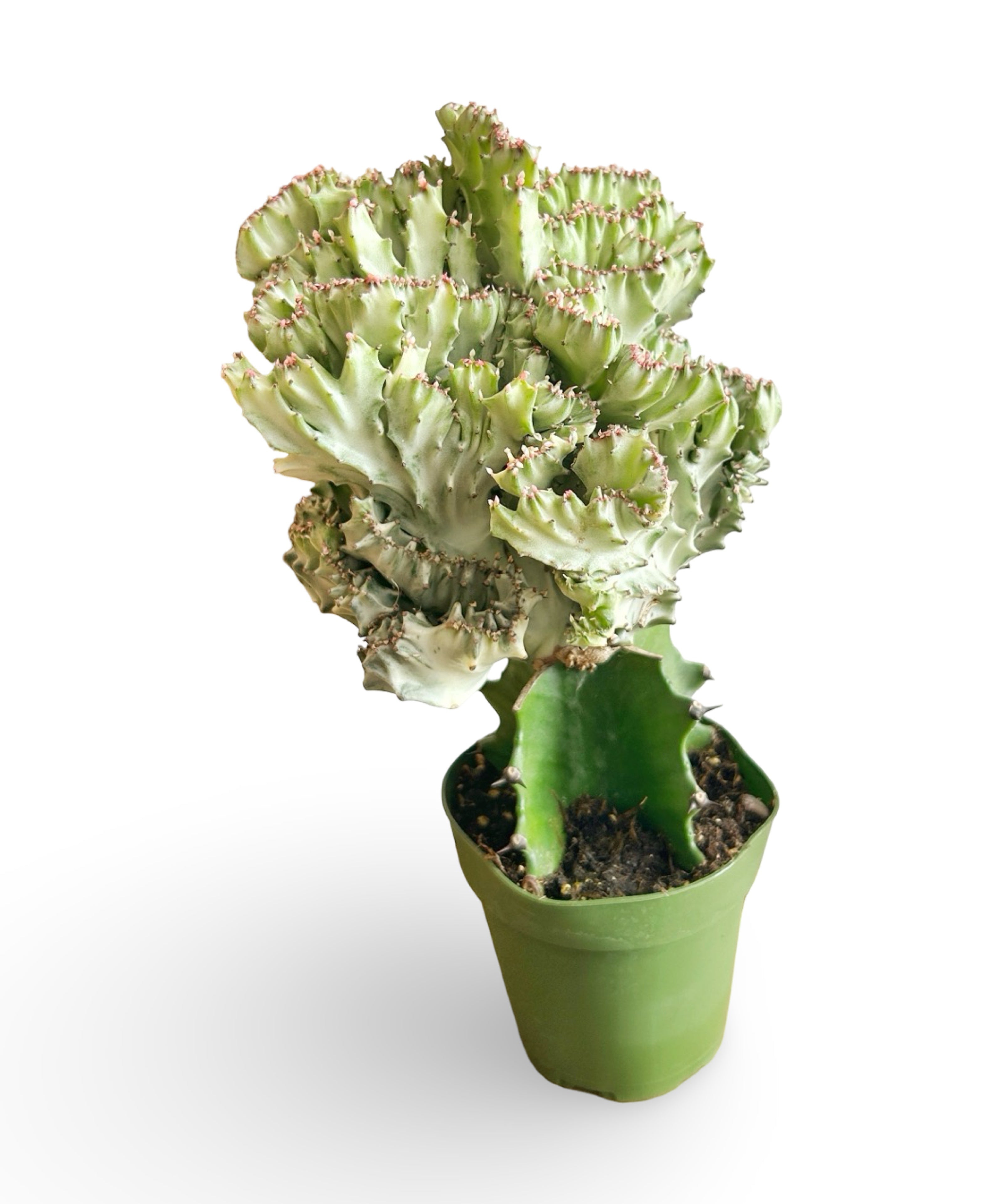 augplants_13.jpg
