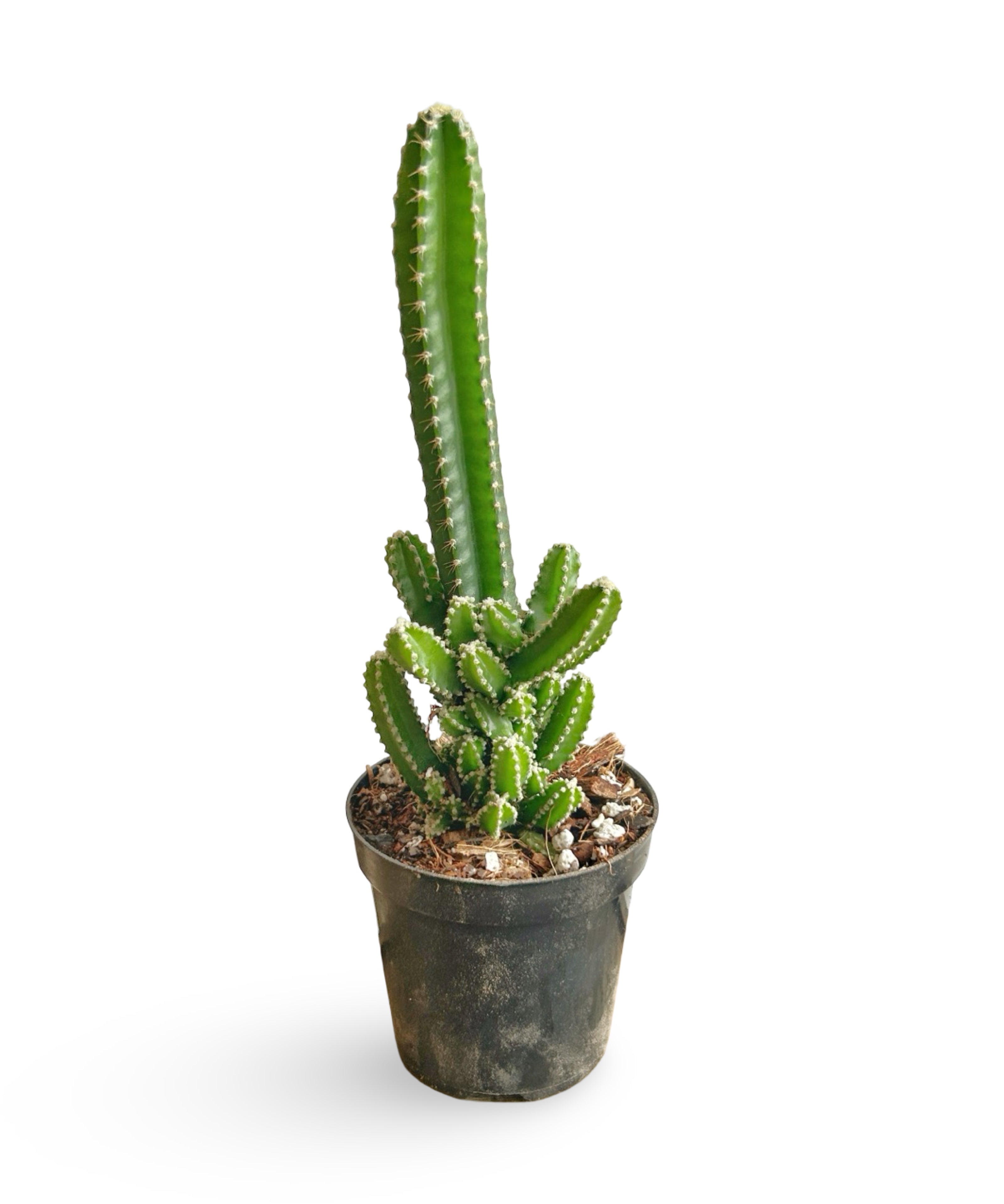 augplants_14.jpg