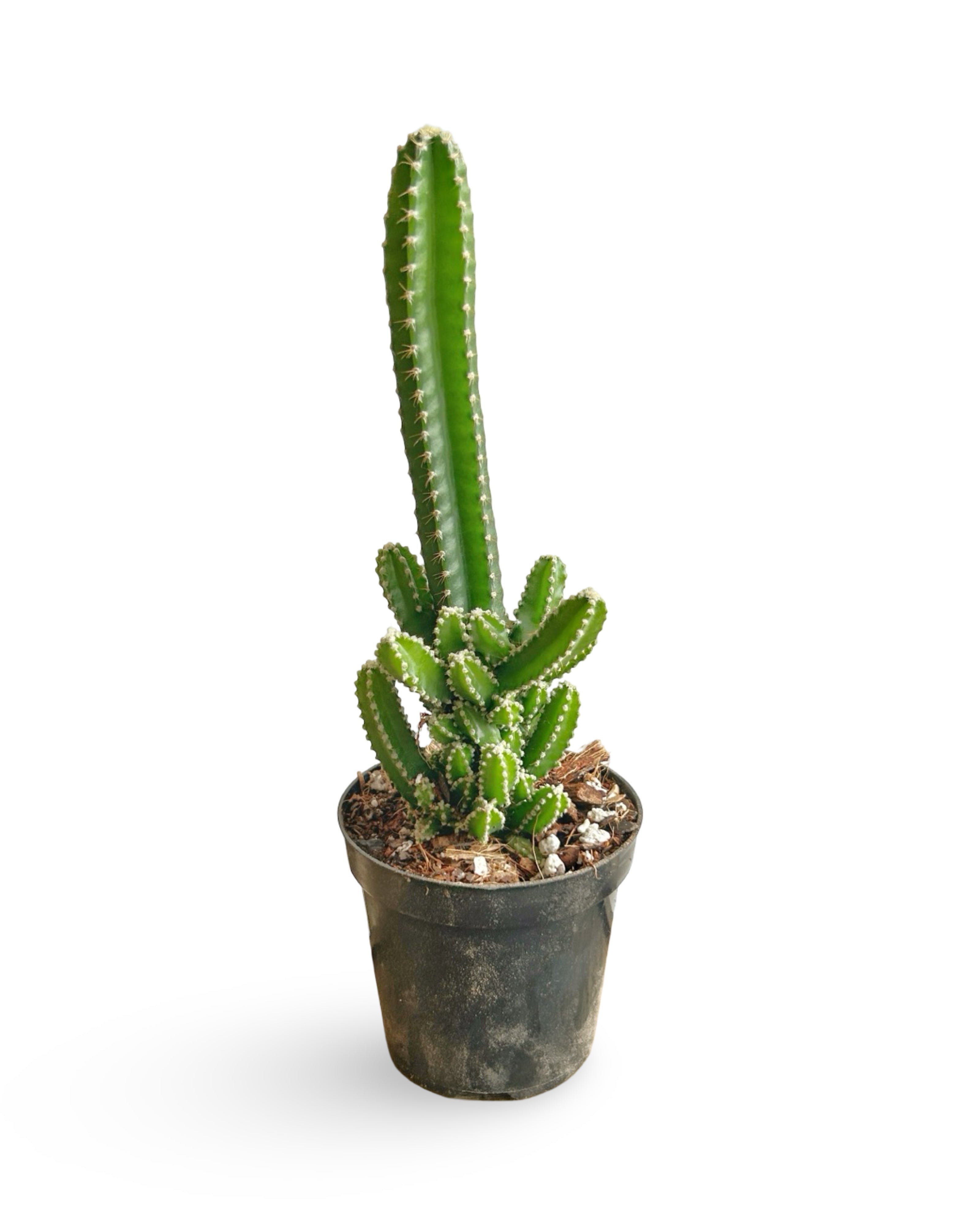 4" Acanthocereus tetragonus 'Fairy Tale Cactus' | FT101
