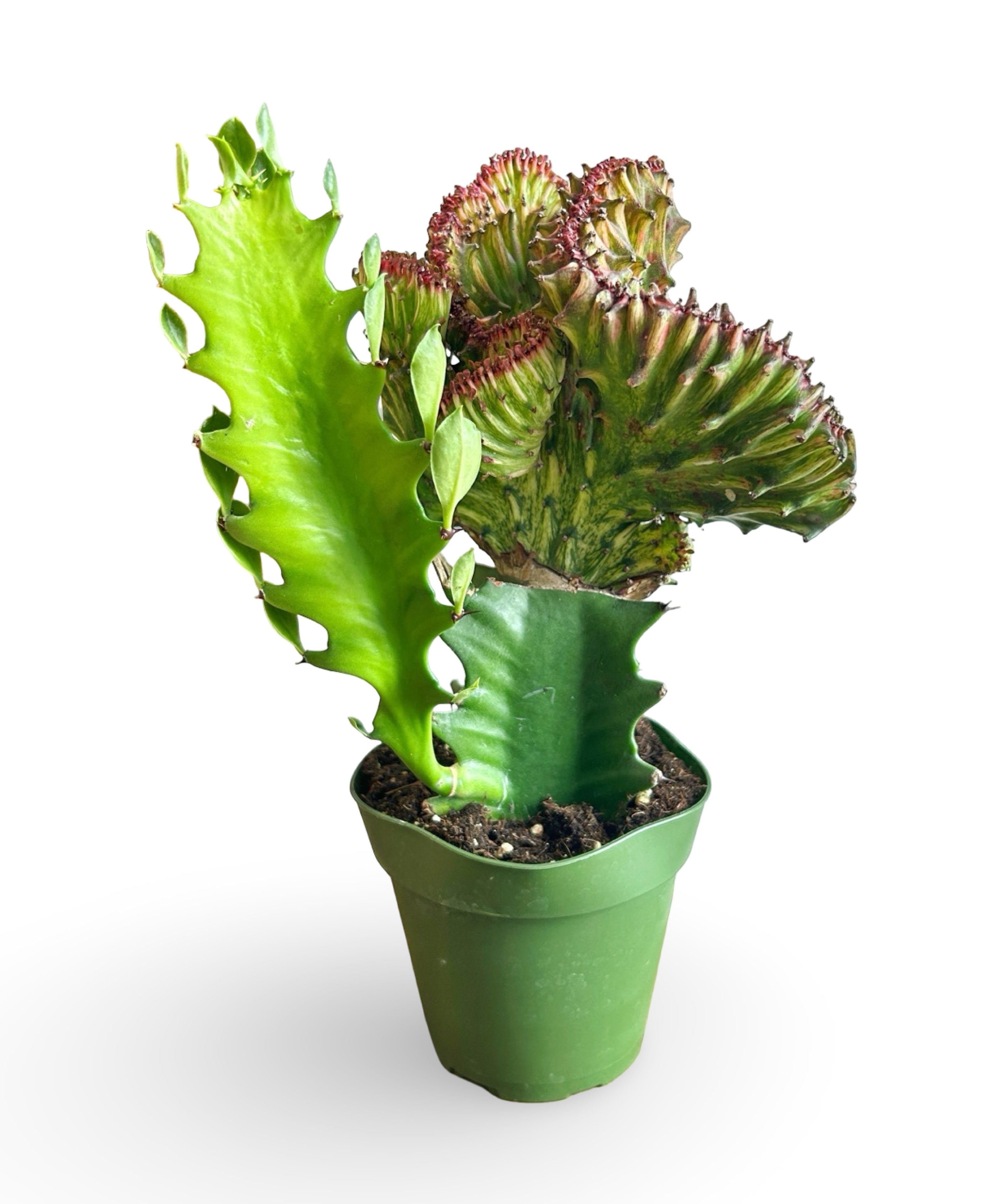 augplants_2.jpg
