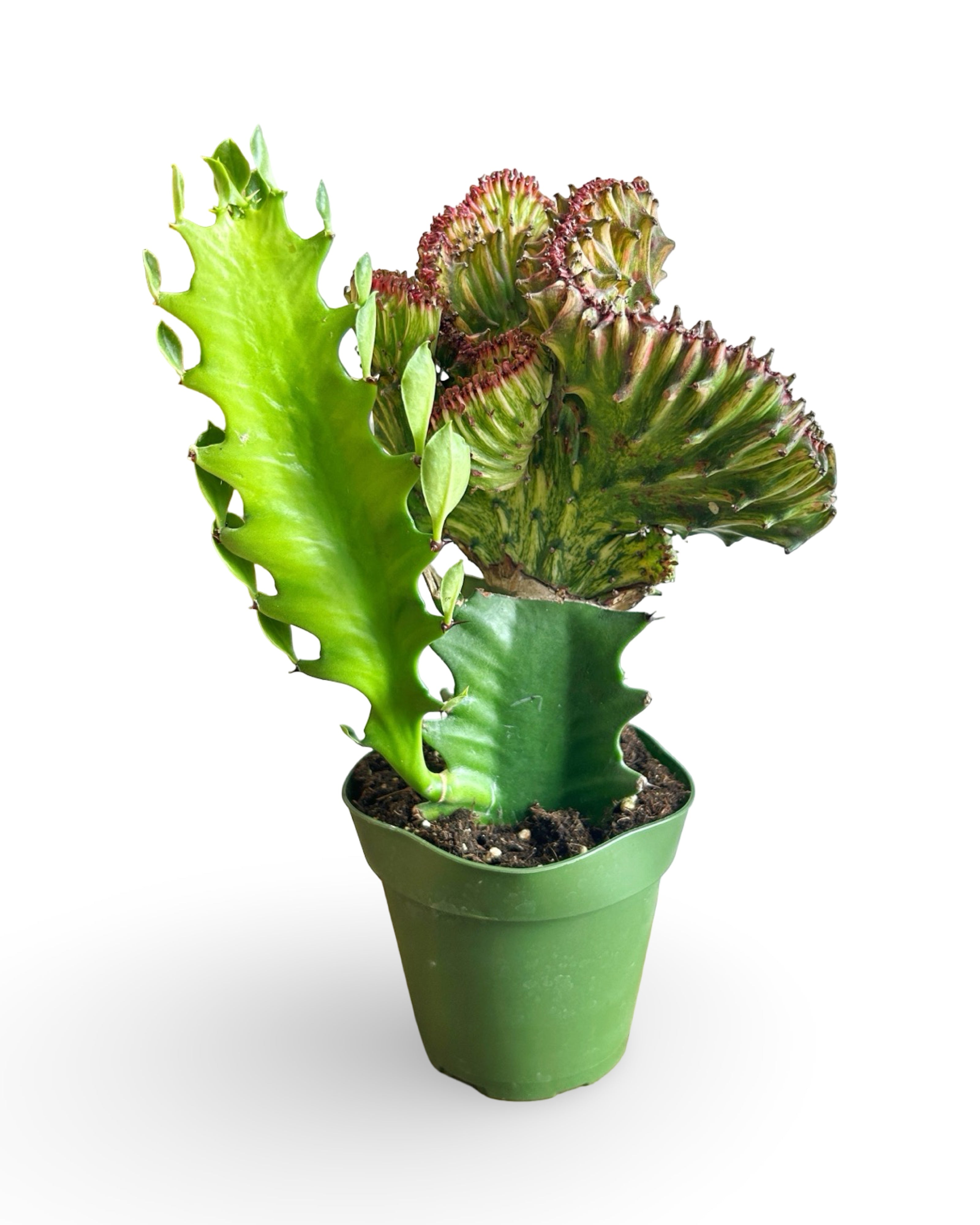 4" Euphorbia Lactea Crested 'Mermaid Tail' | Red MT102