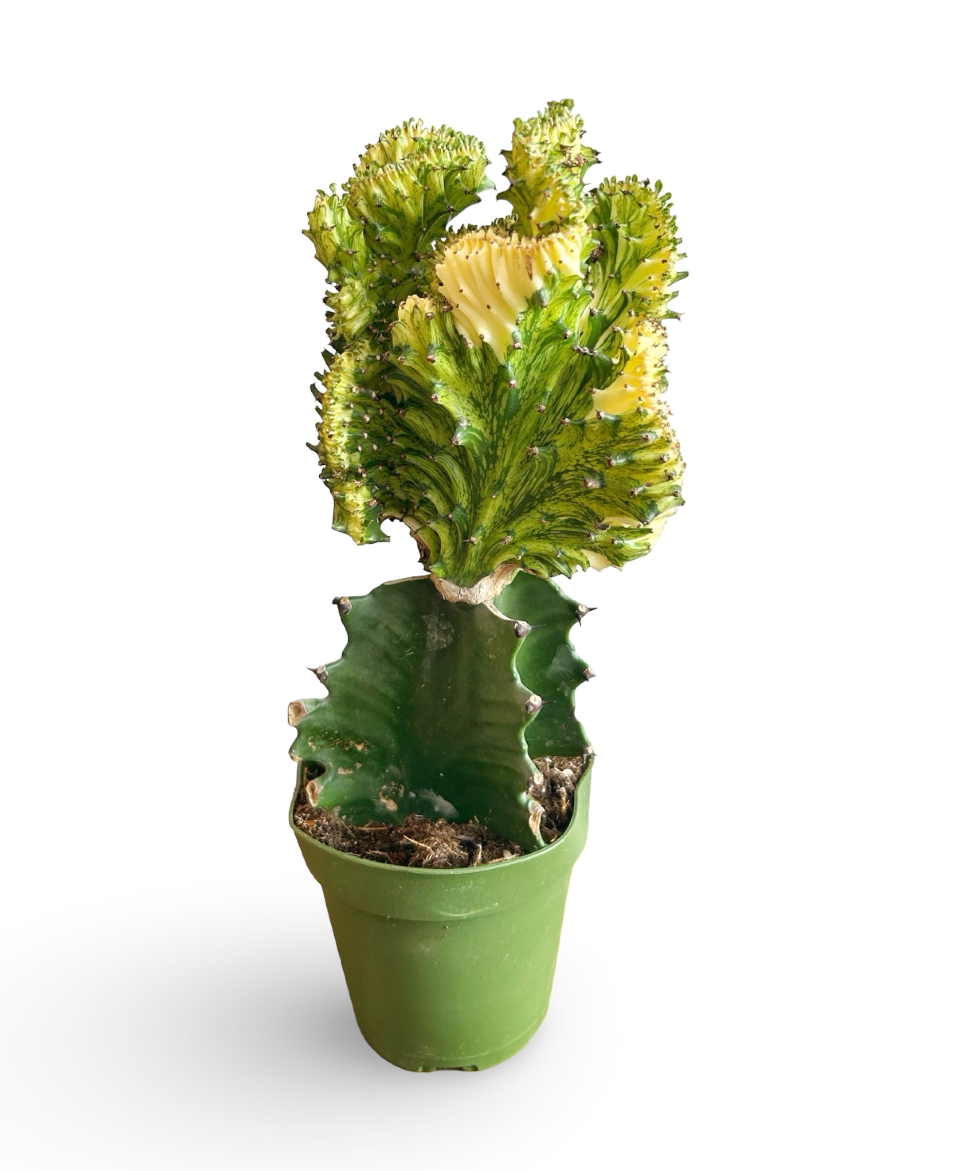 augplants_22.jpg
