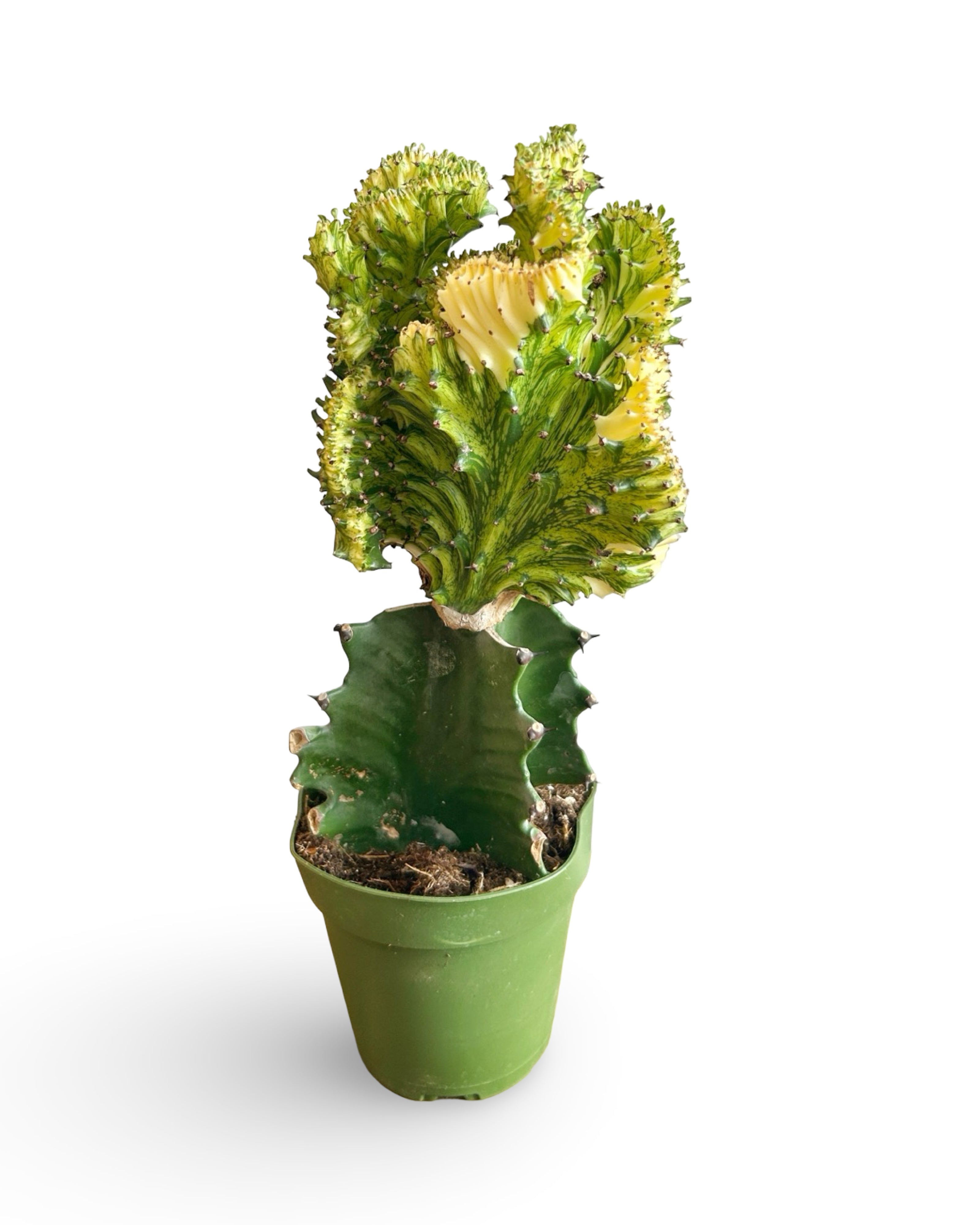 4" Euphorbia Lactea Crested 'Mermaid Tail' | Yellow MT112