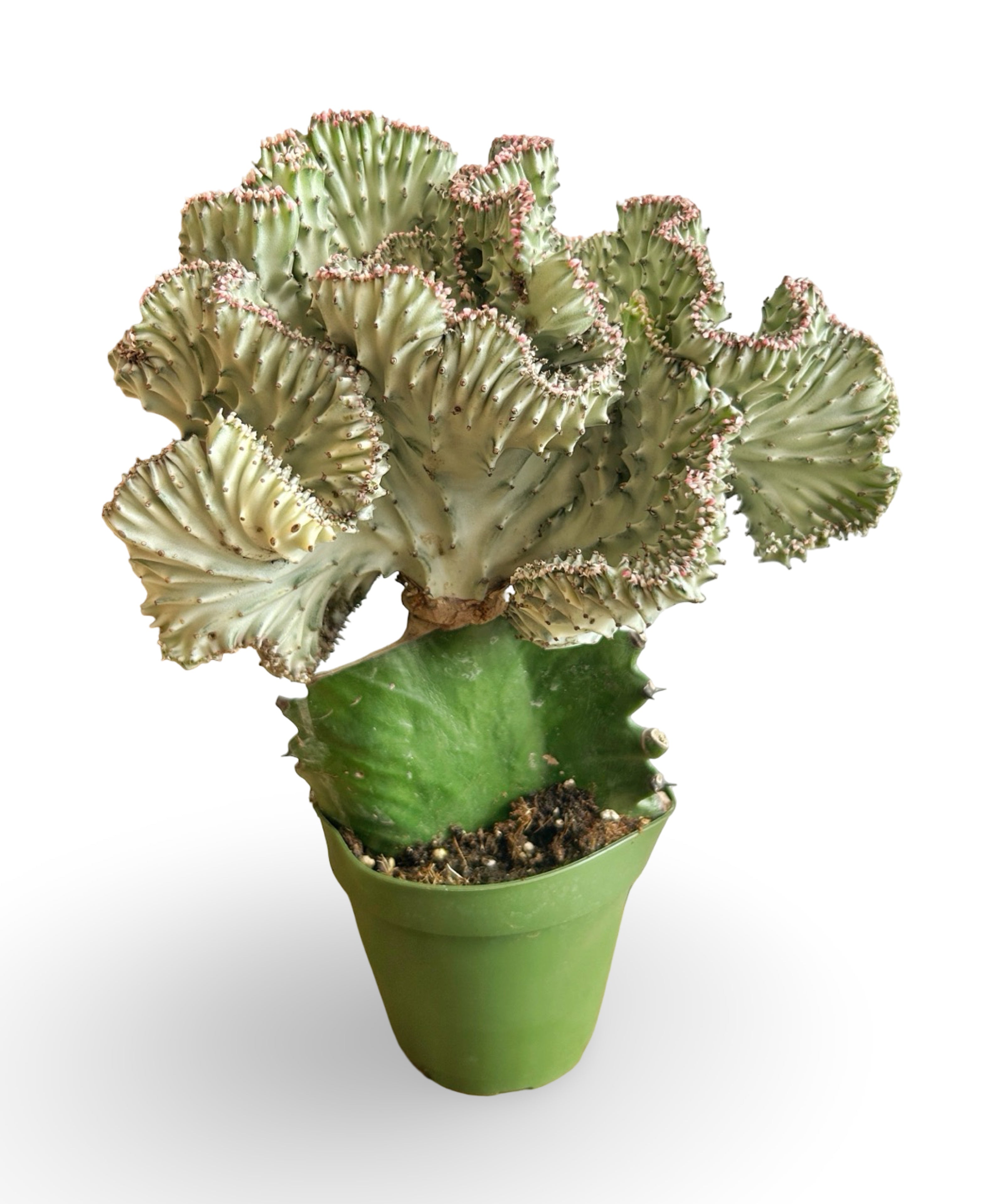 augplants_23_11d86df7-3d58-48f4-a3ae-90560d4b4aab.jpg