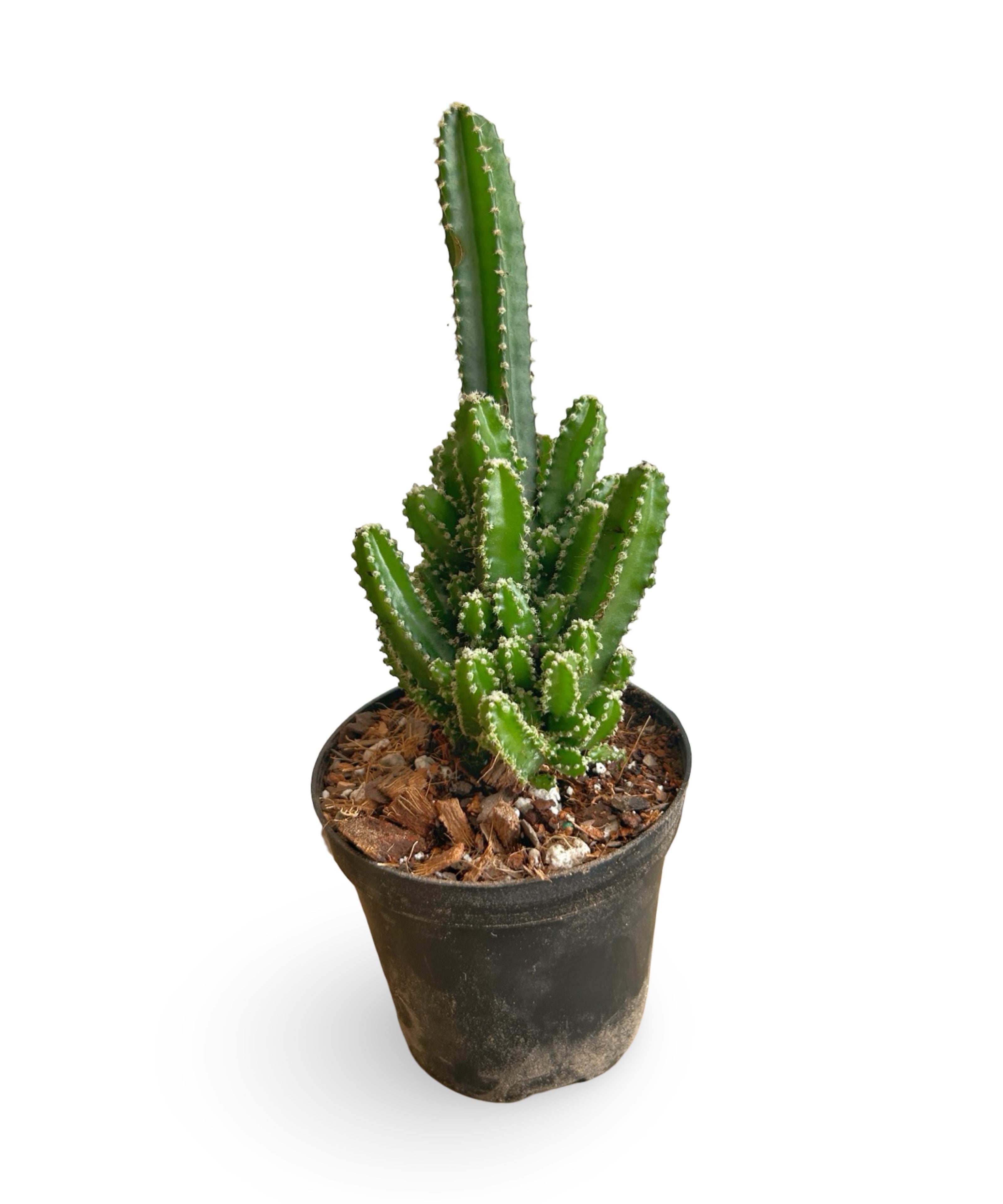 augplants_24.jpg
