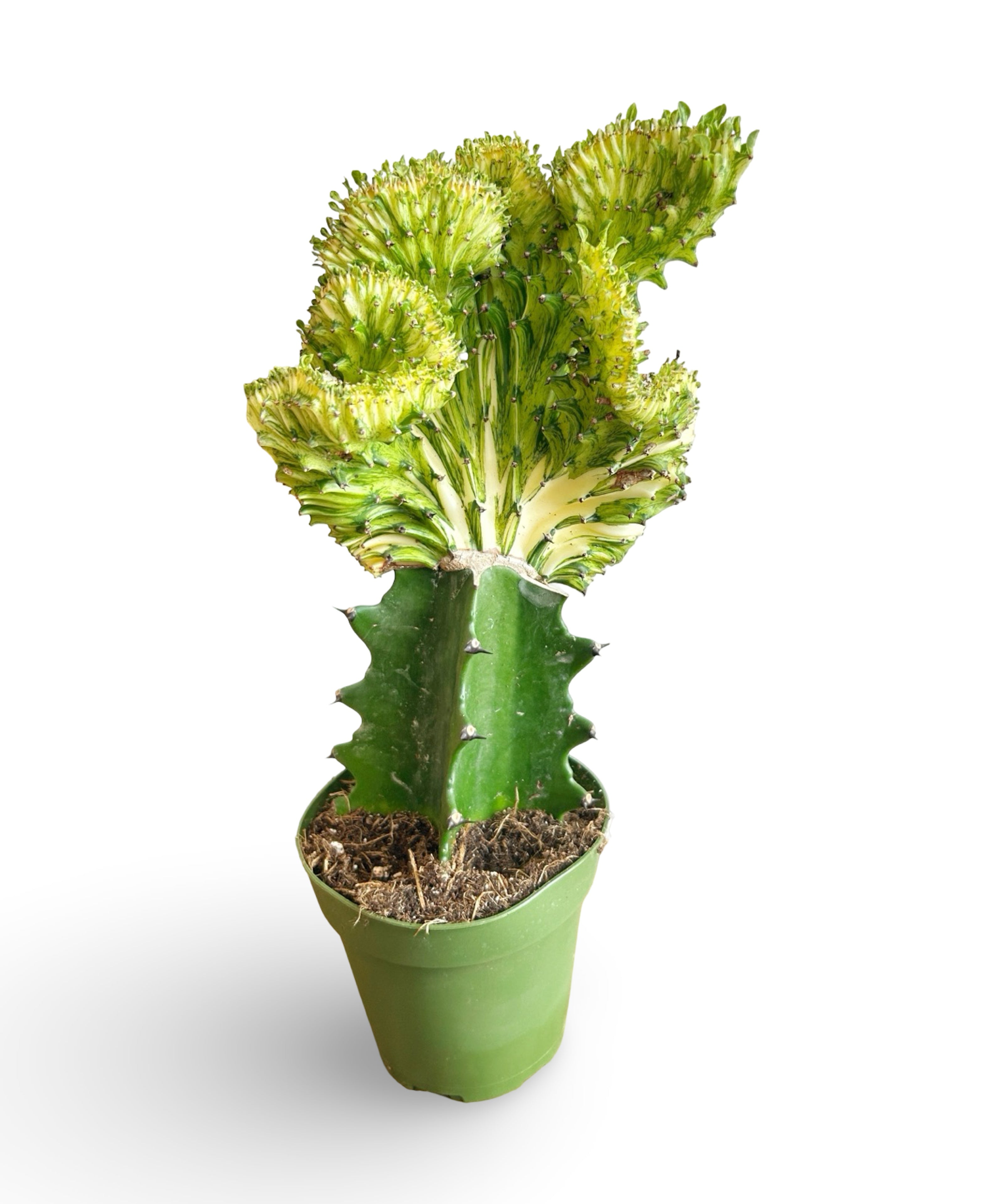 augplants_32.jpg