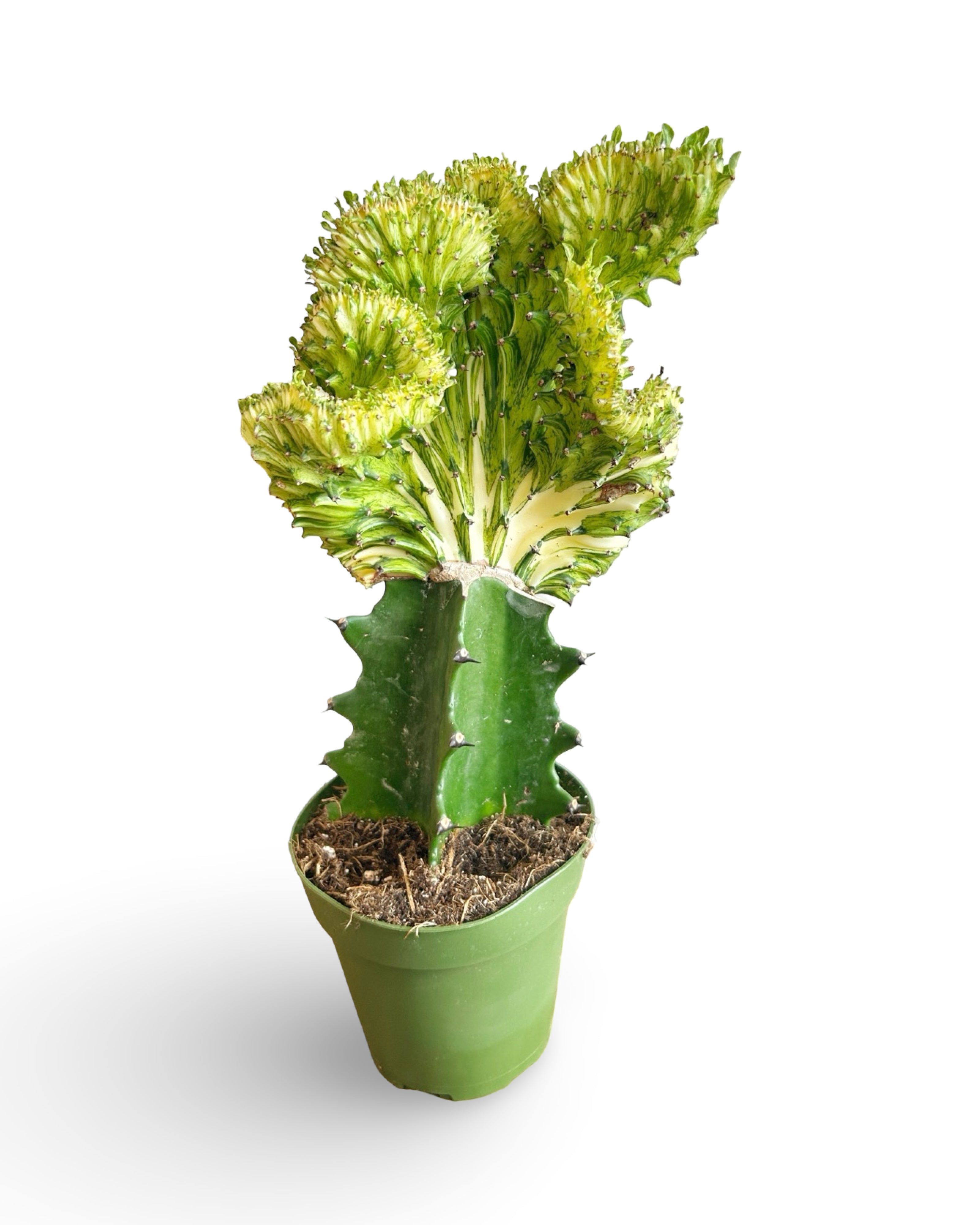 4" Euphorbia Lactea Crested 'Mermaid Tail' | Yellow MT113