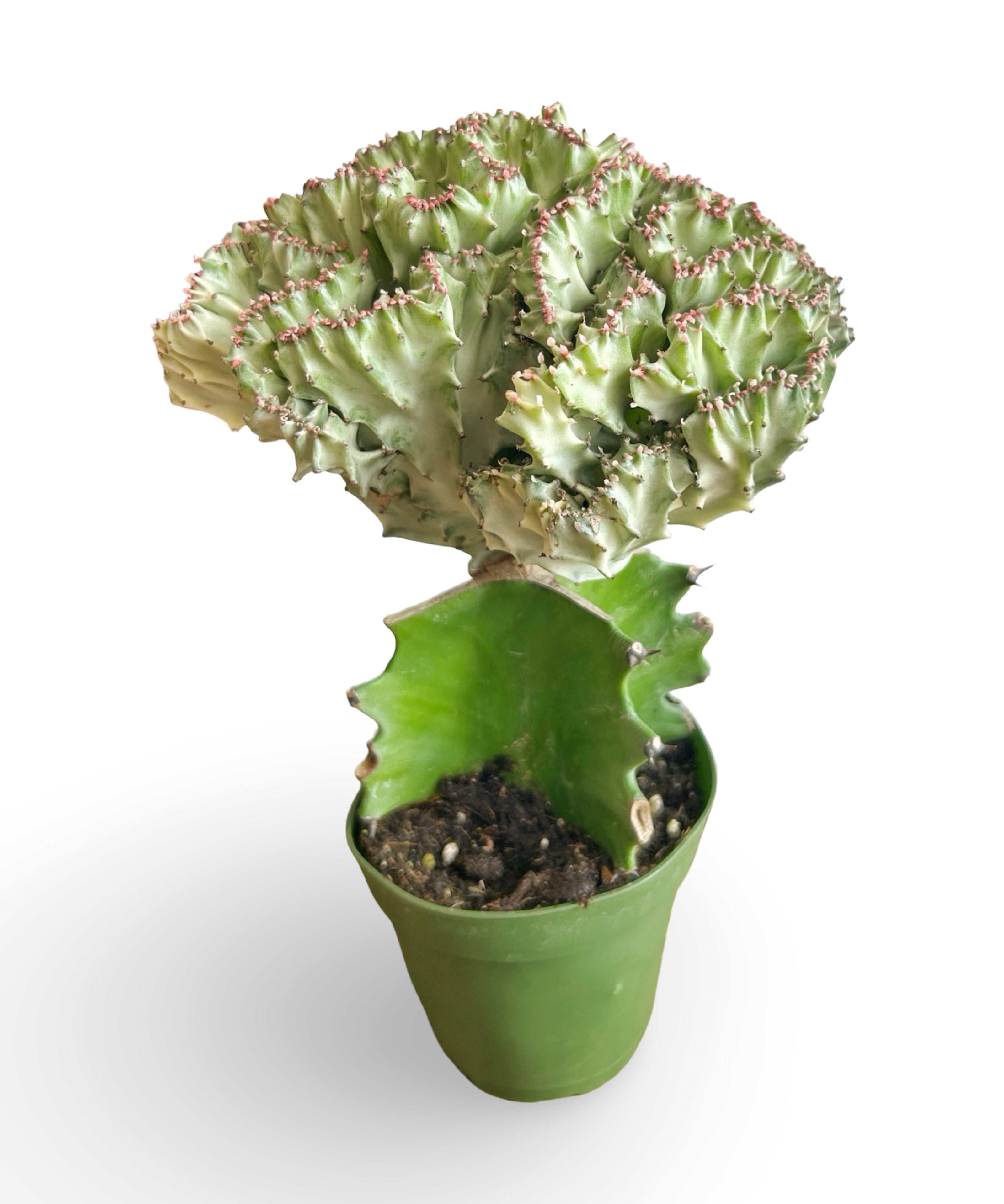 augplants_33.jpg