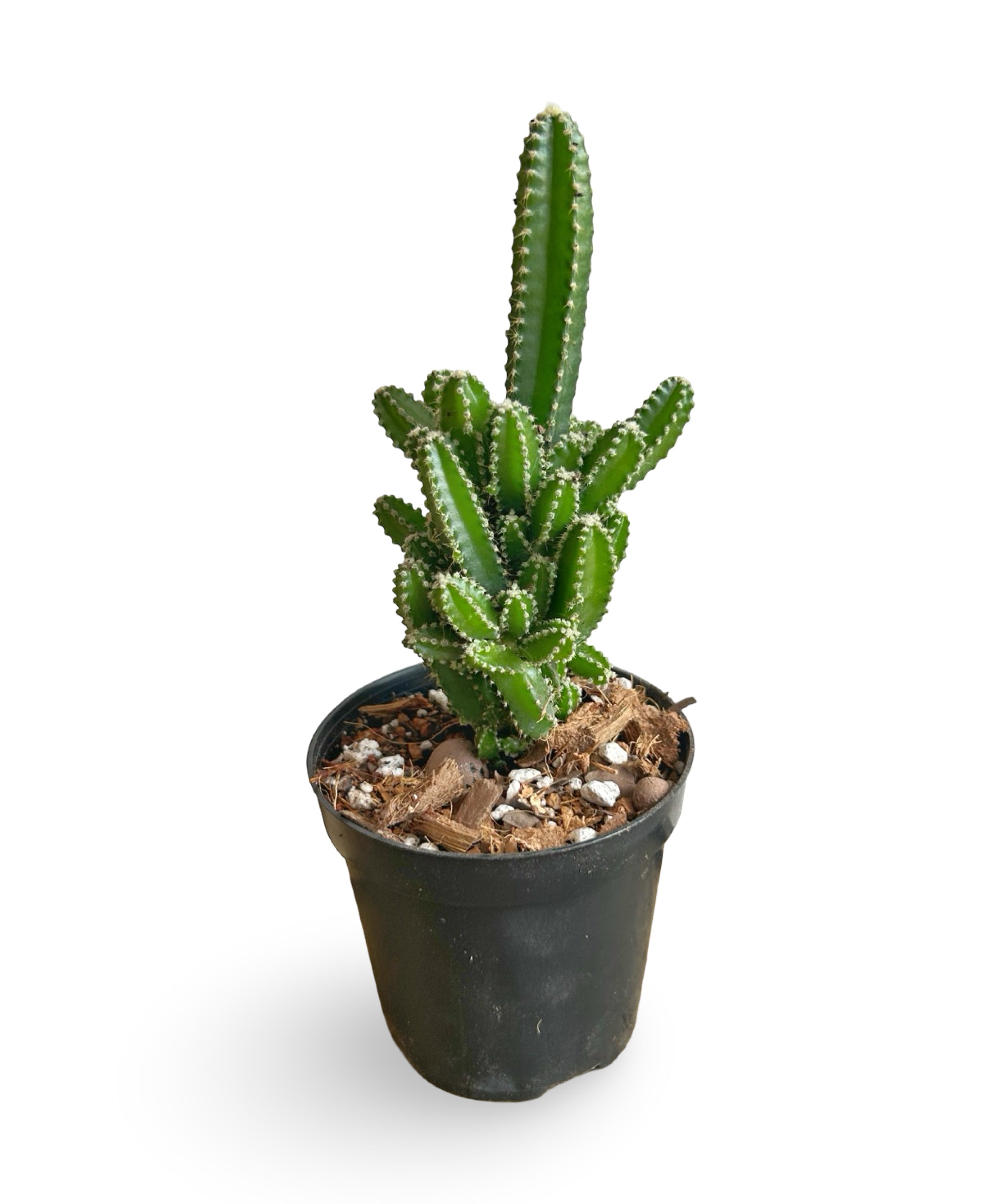 augplants_34.jpg