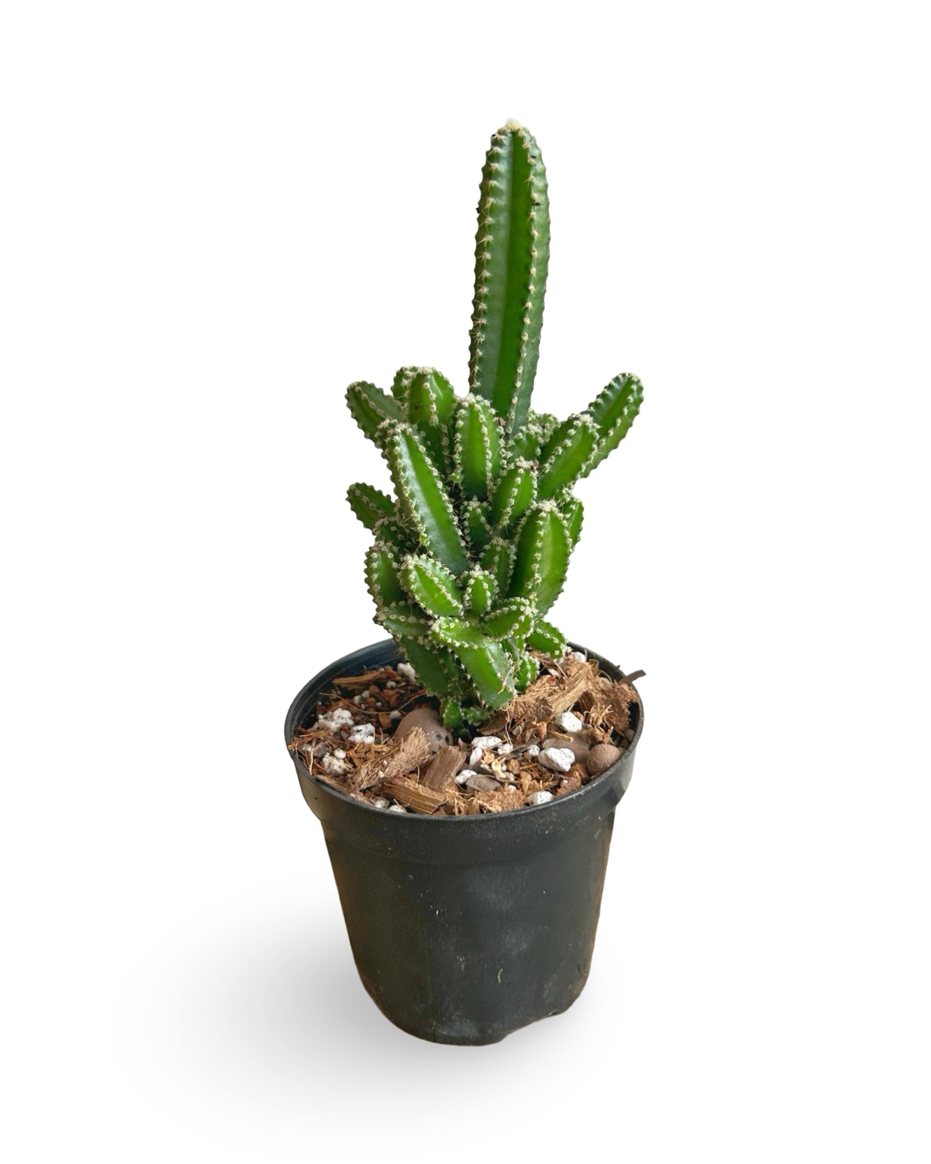 4" Acanthocereus tetragonus 'Fairy Tale Cactus' | FT103