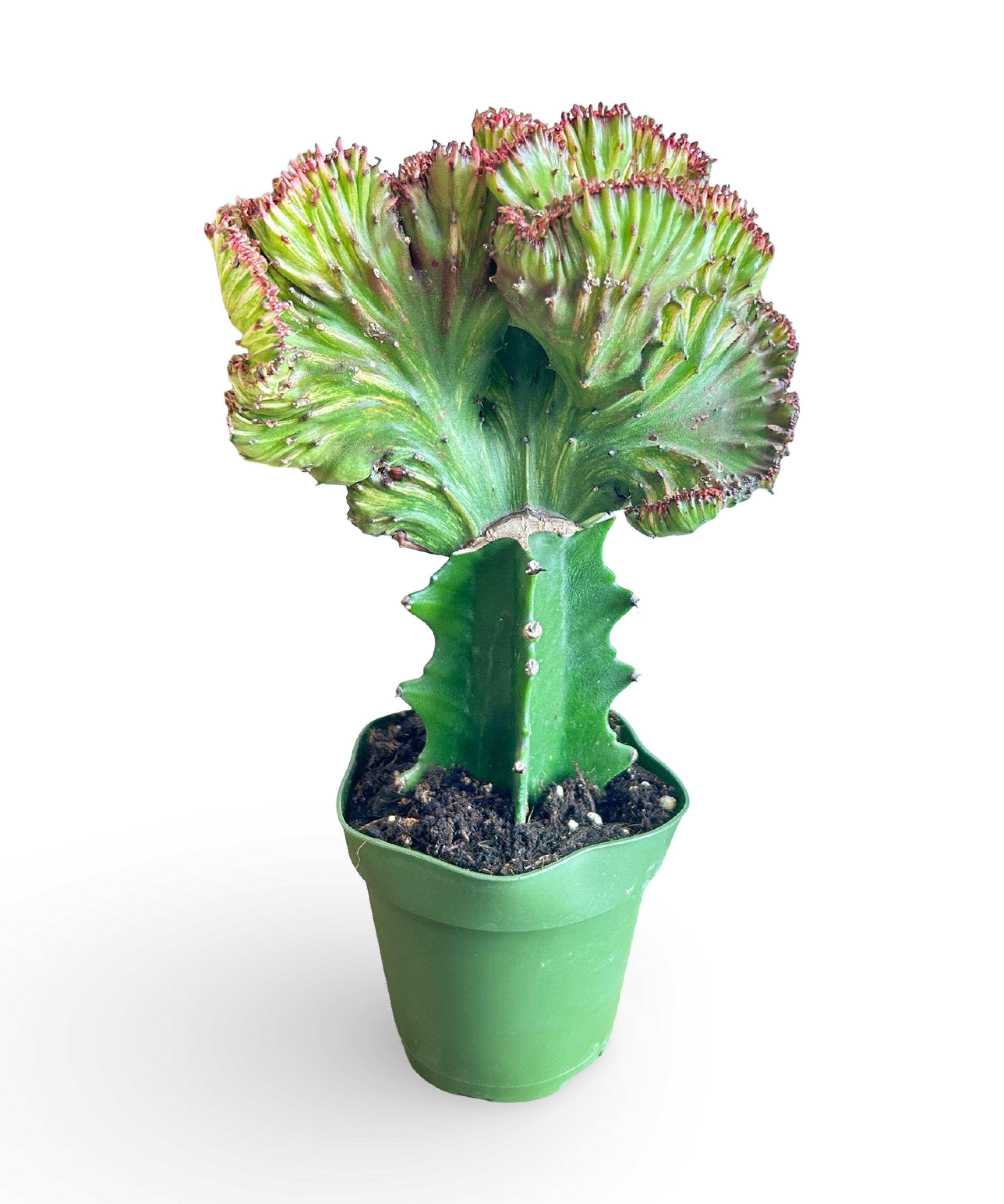 augplants_3_b61e2034-18de-4c28-b64e-a02bcc11a157.jpg