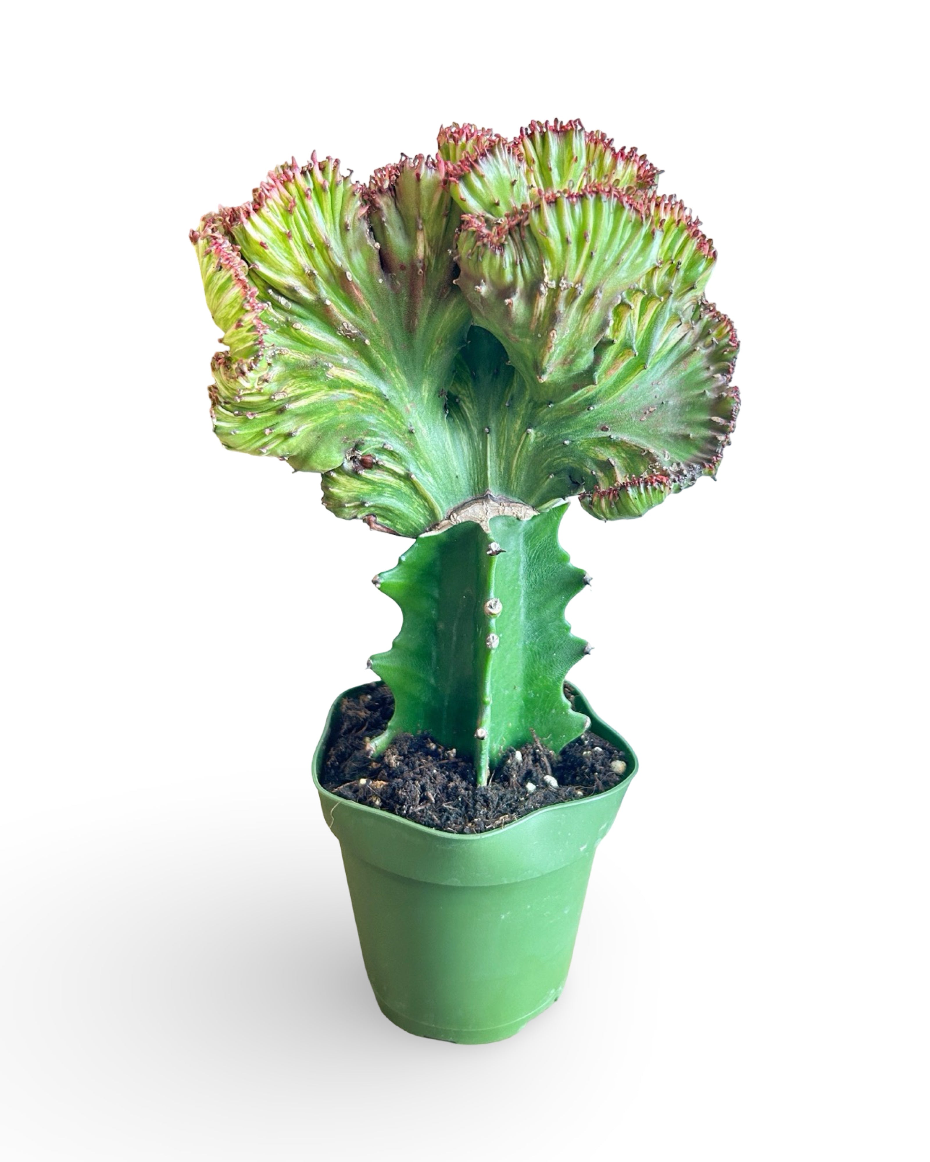 4" Euphorbia Lactea Crested 'Mermaid Tail' | Red MT103