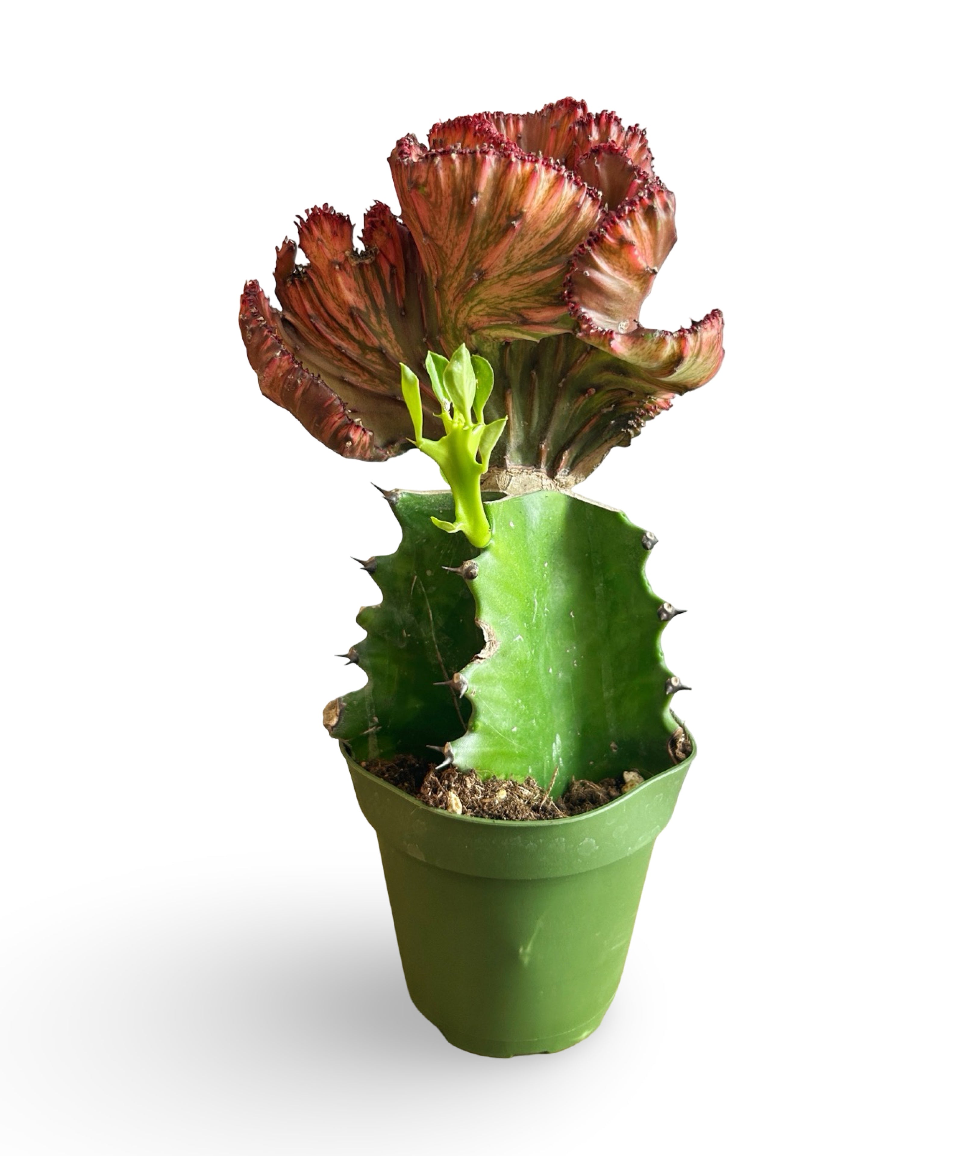 augplants_4.jpg